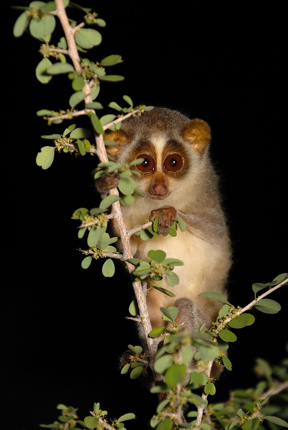 Grey Slender Loris, Loris lydekkerianus