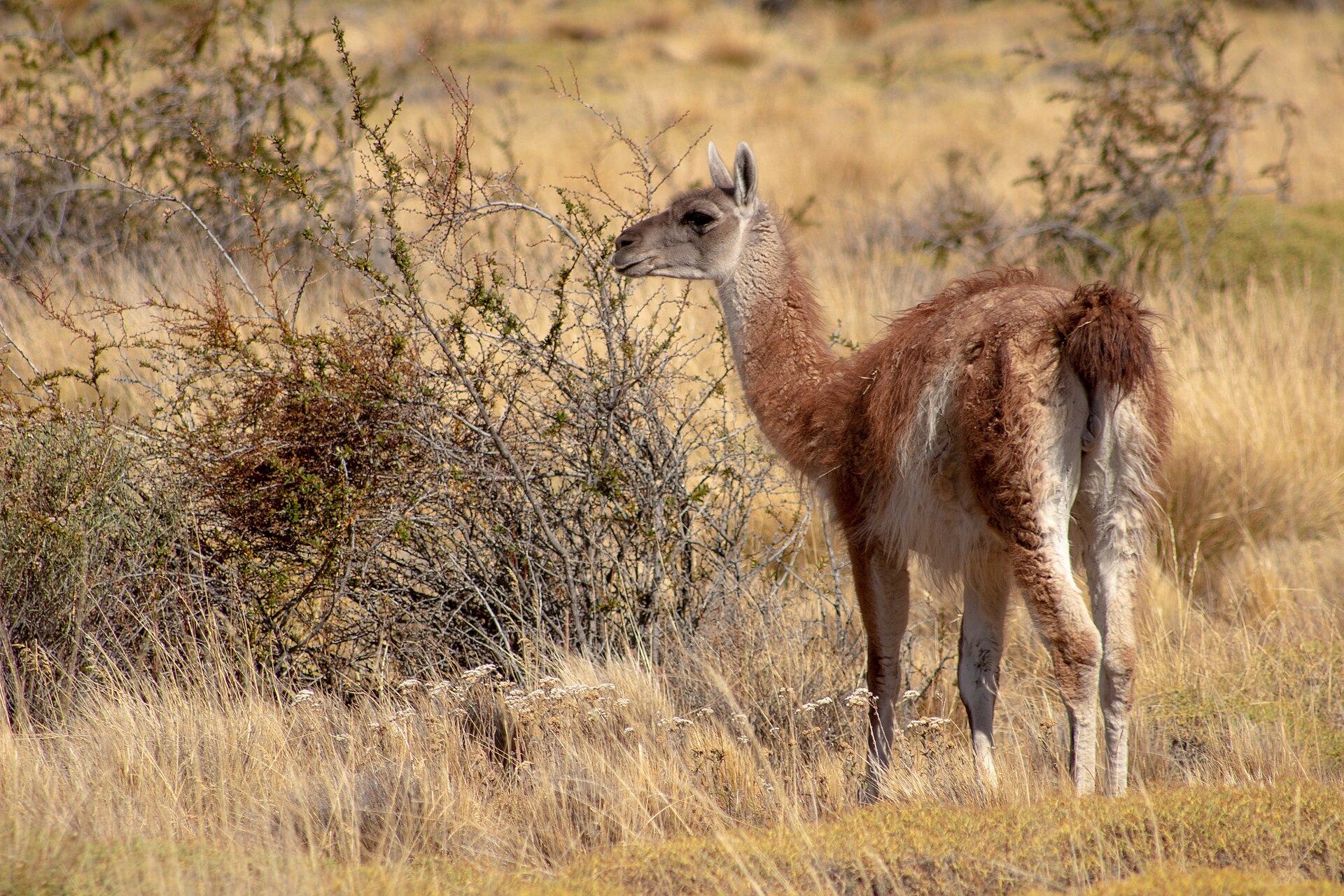 Guanaco, Lama guanicoe, standing in open Patagonian habitat