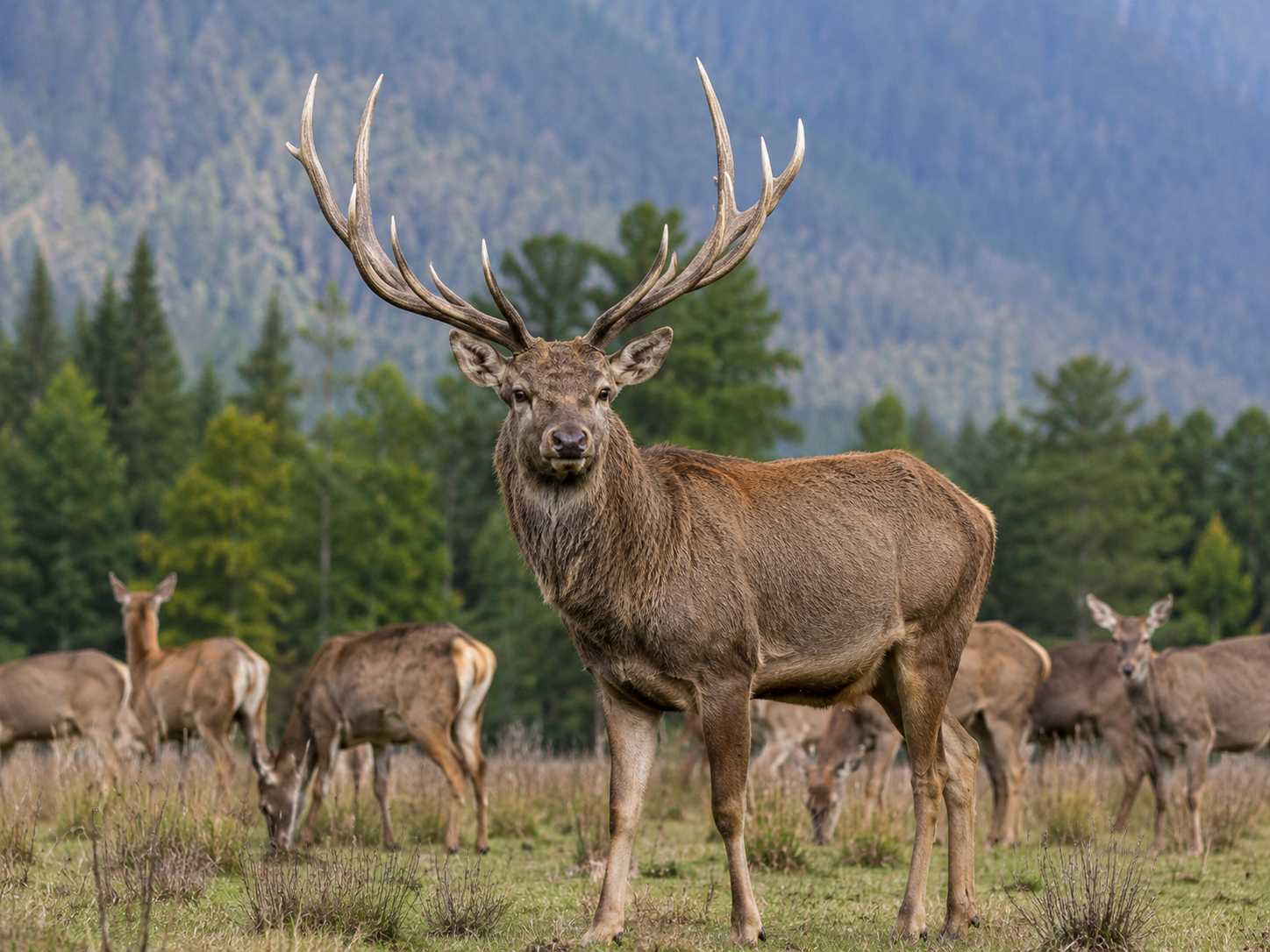 Male Hangul with branching antlers in a Himalayan meadow