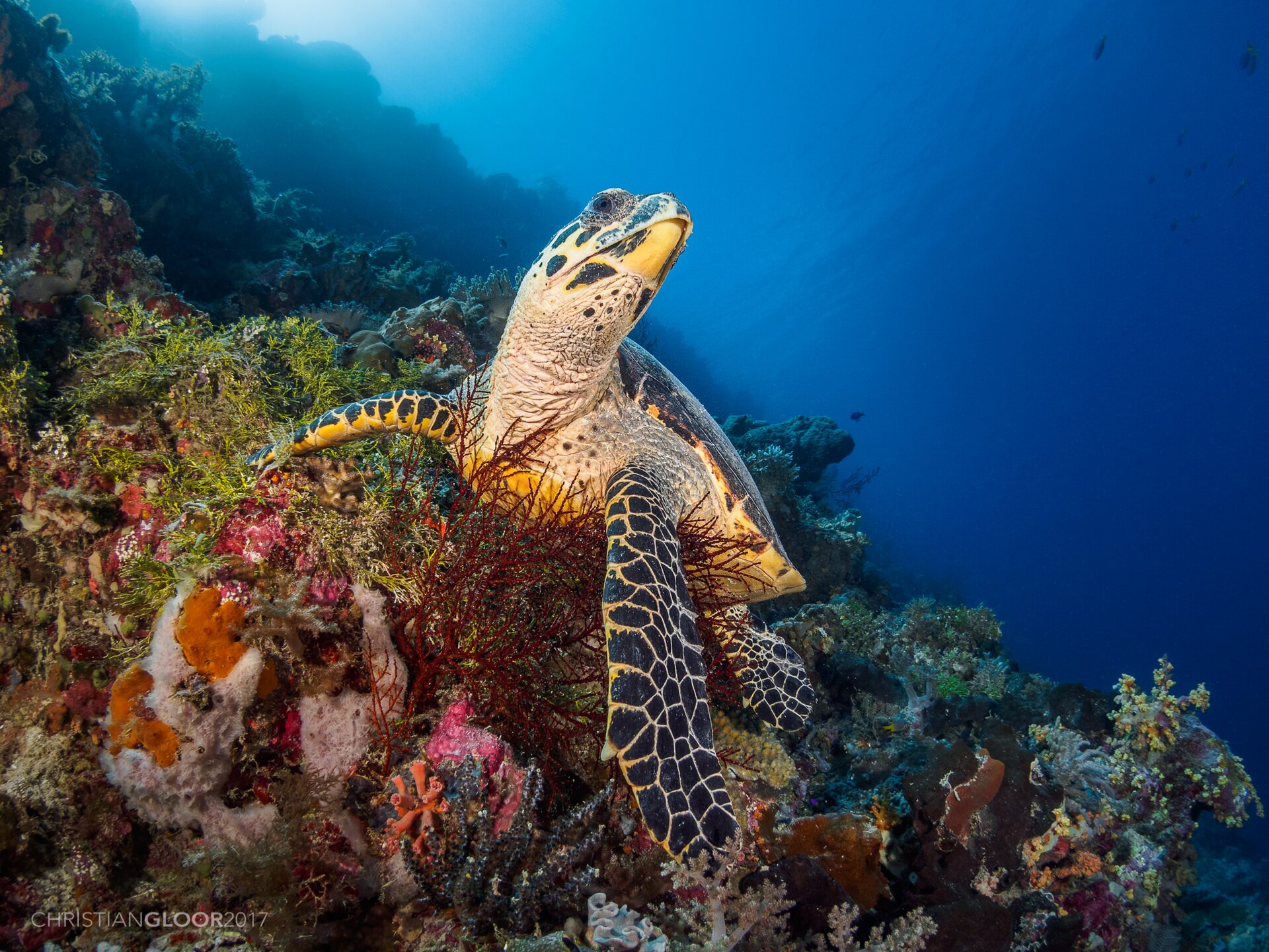Hawksbill Sea Turtle underwater