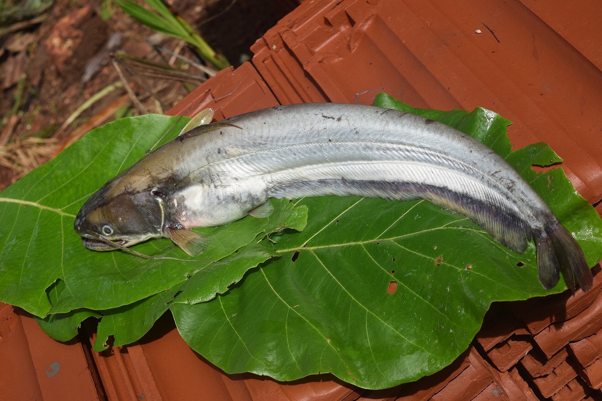 Helicopter Catfish, Wallago attu