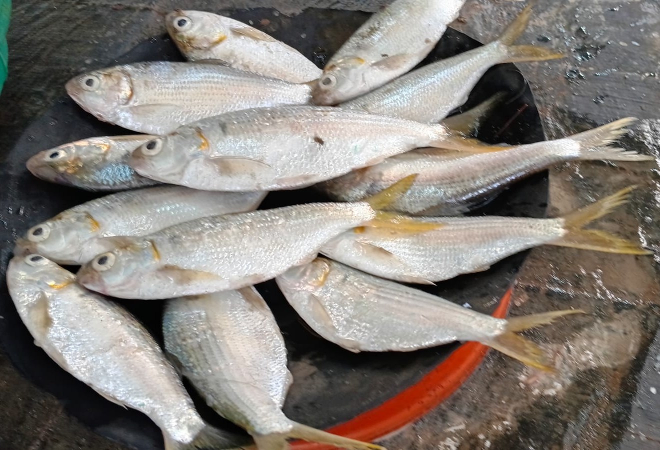Hilsa, Tenualosa ilisha