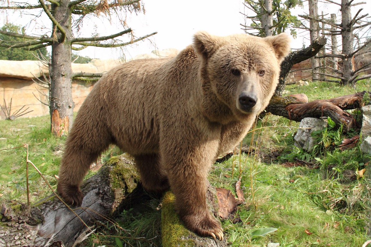 Himalayan Brown Bear, Ursus arctos isabellinus