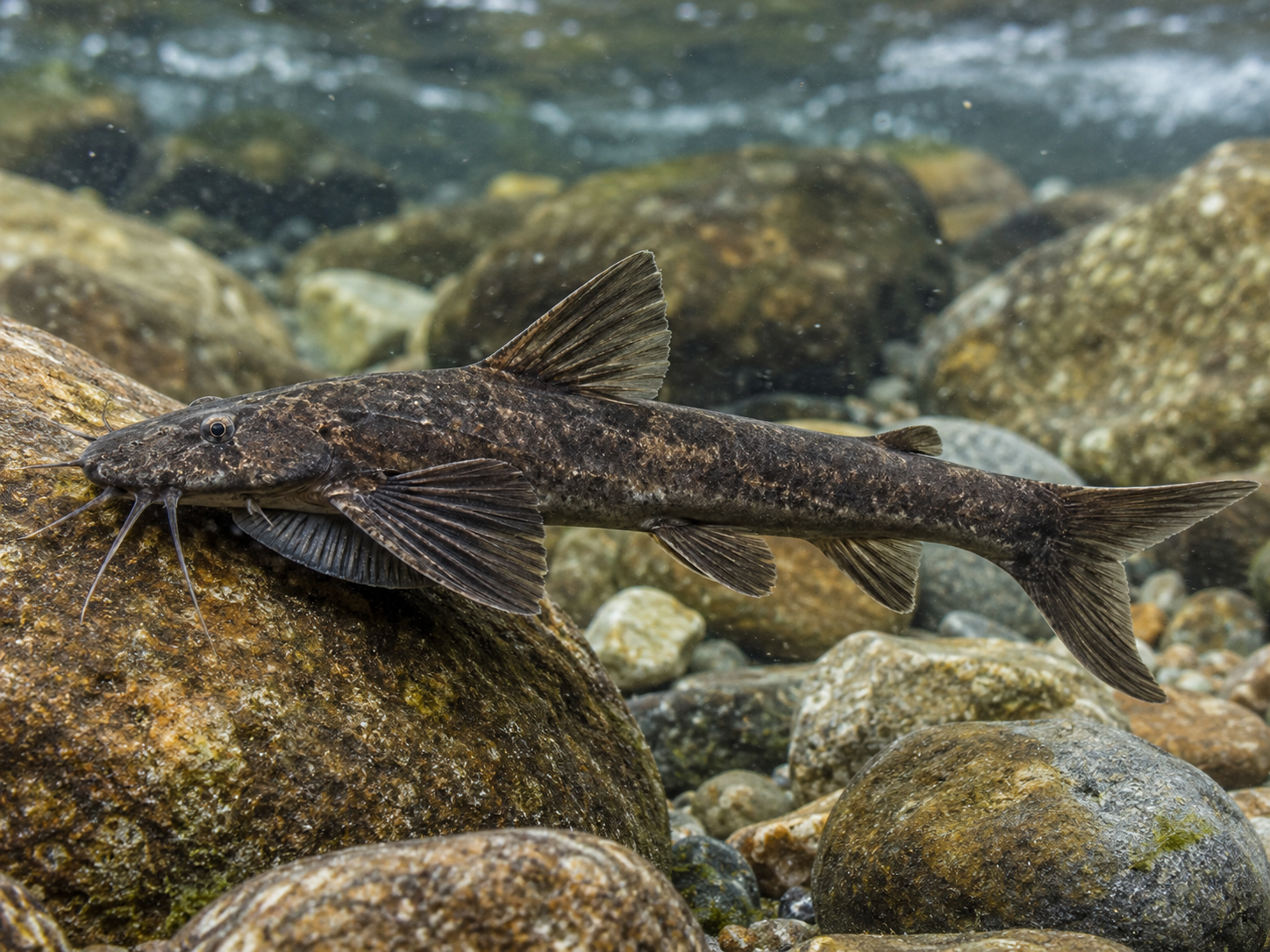 AI-generated reconstruction of Himalayan Catfish, Glyptothorax himalaicus