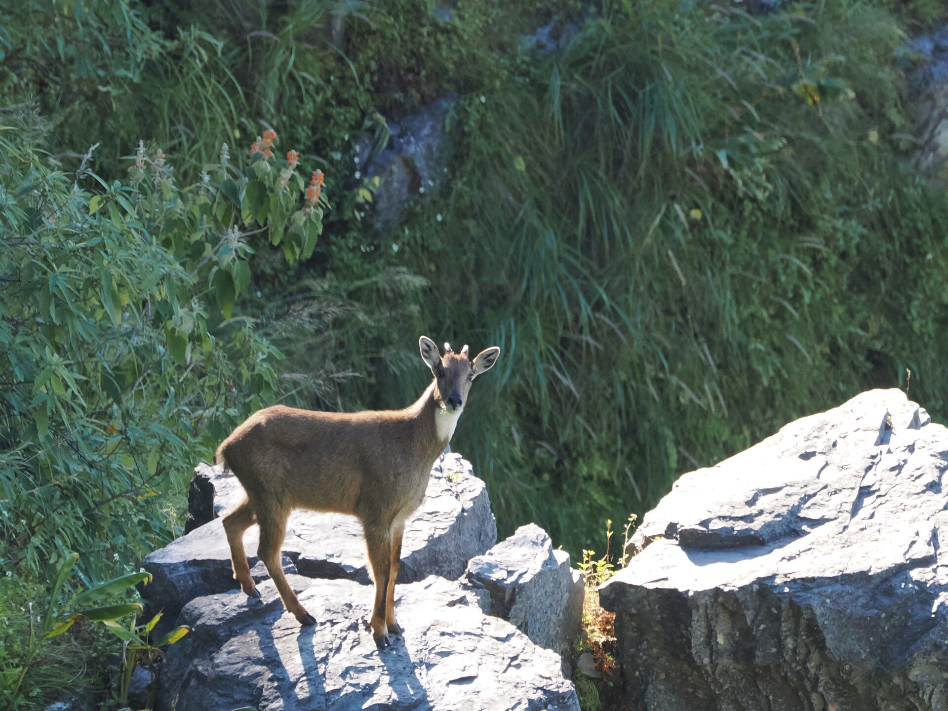 Himalayan Goral, Naemorhedus goral