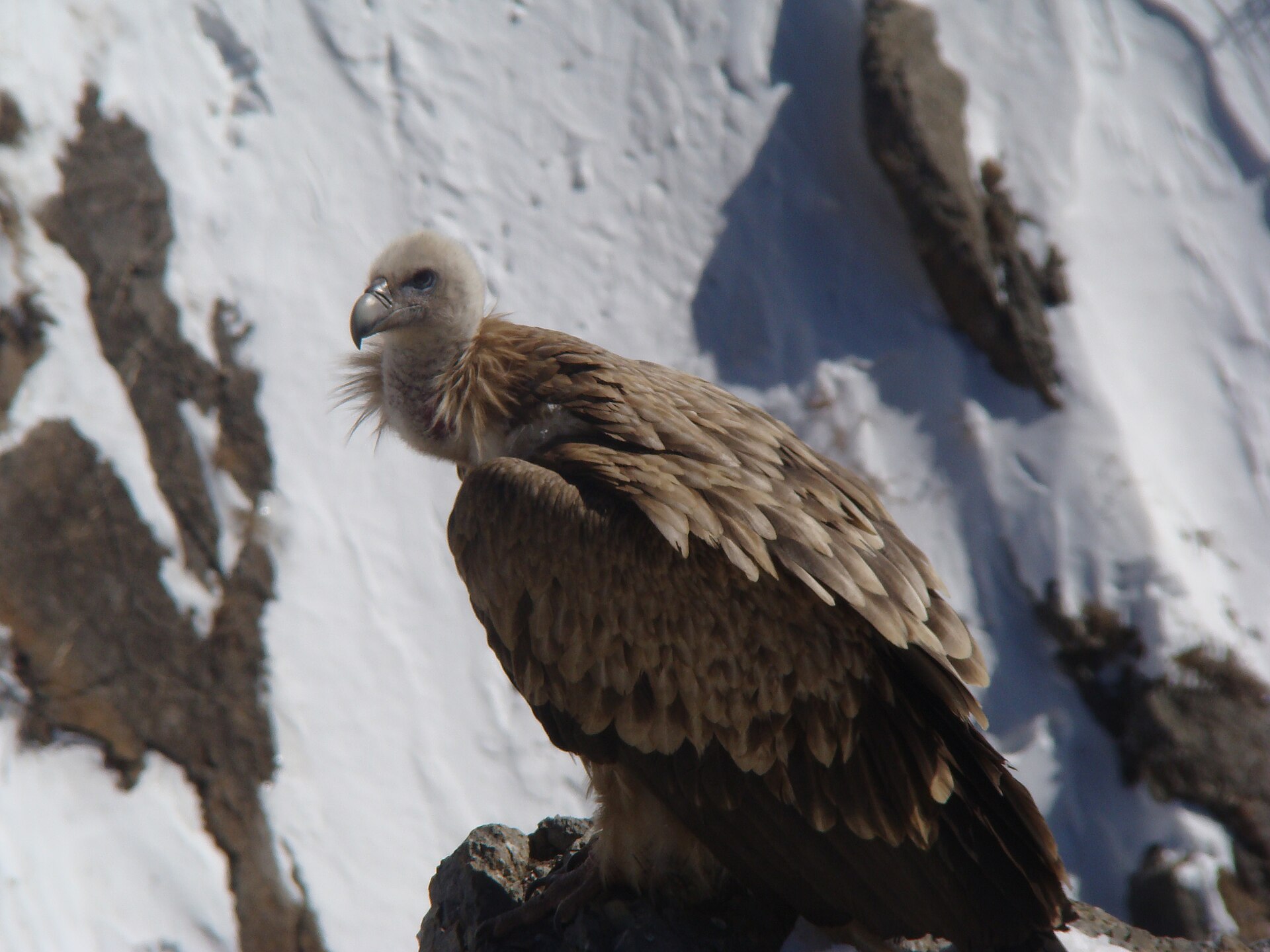 Himalayan Griffon in the high-altitude landscape of Spiti, India
