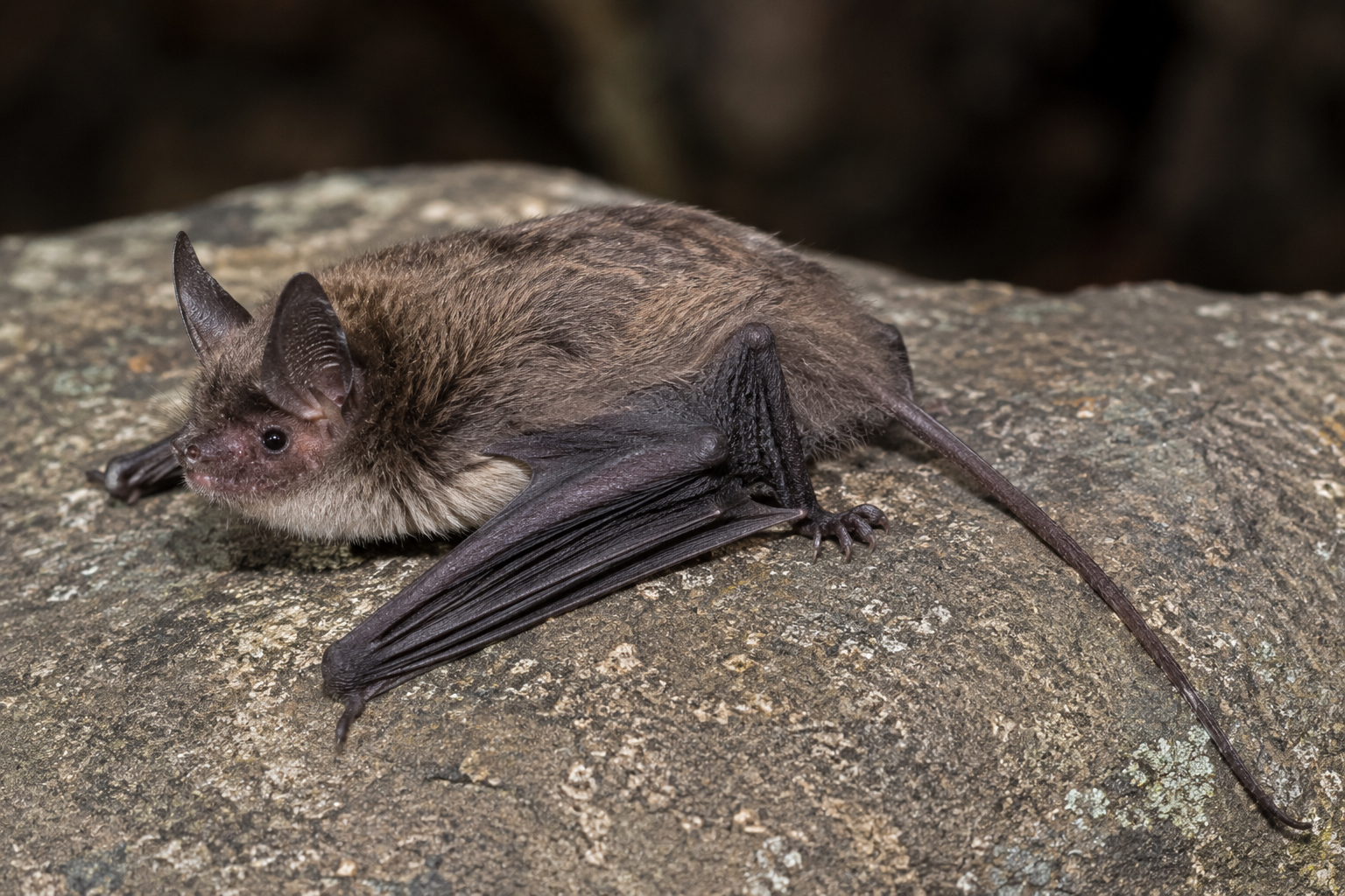 AI-generated reconstruction of Himalayan Long-tailed Myotis, Myotis himalaicus