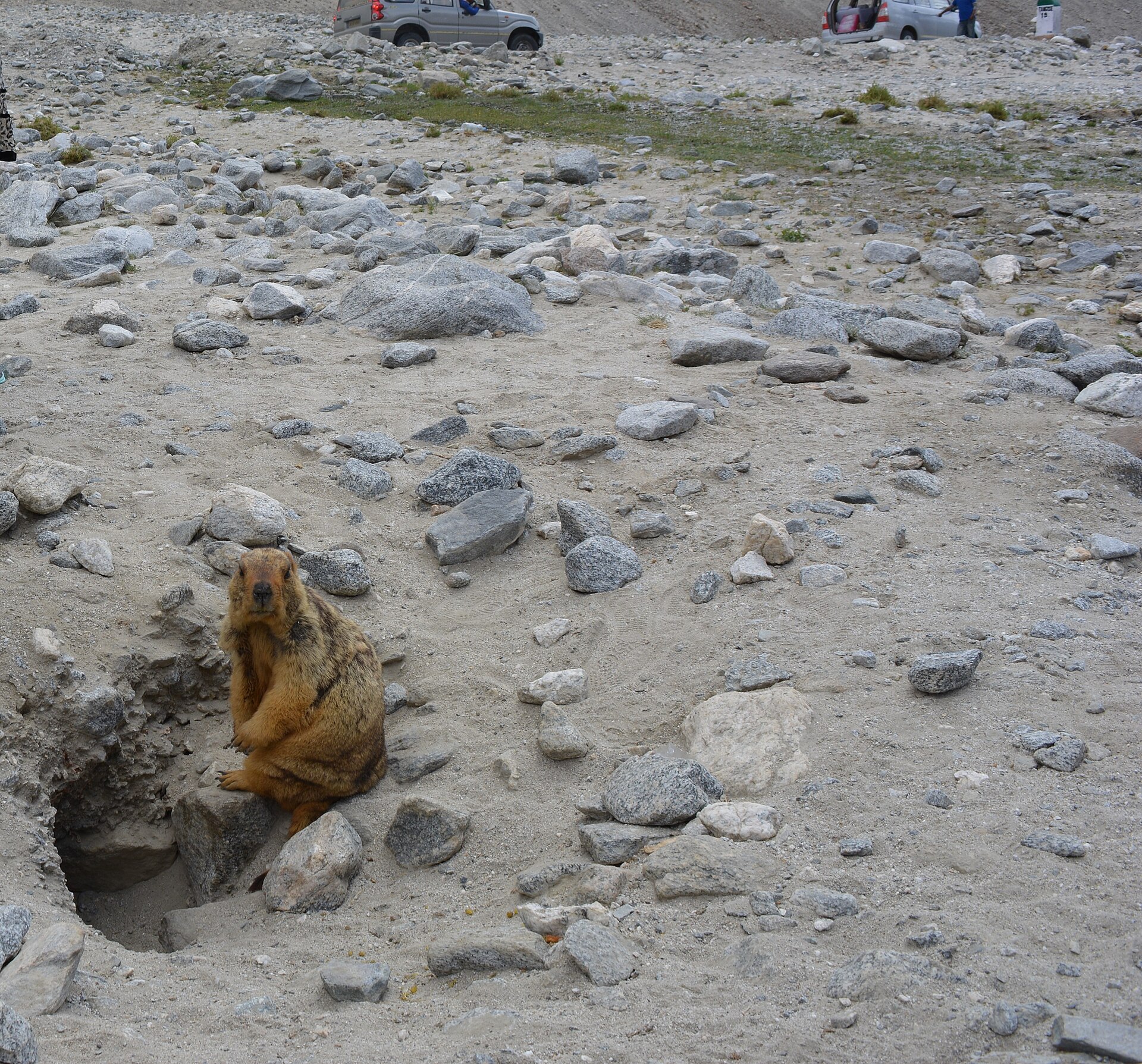 Himalayan Marmot, Marmota himalayana, near Pangong Tso in Ladakh