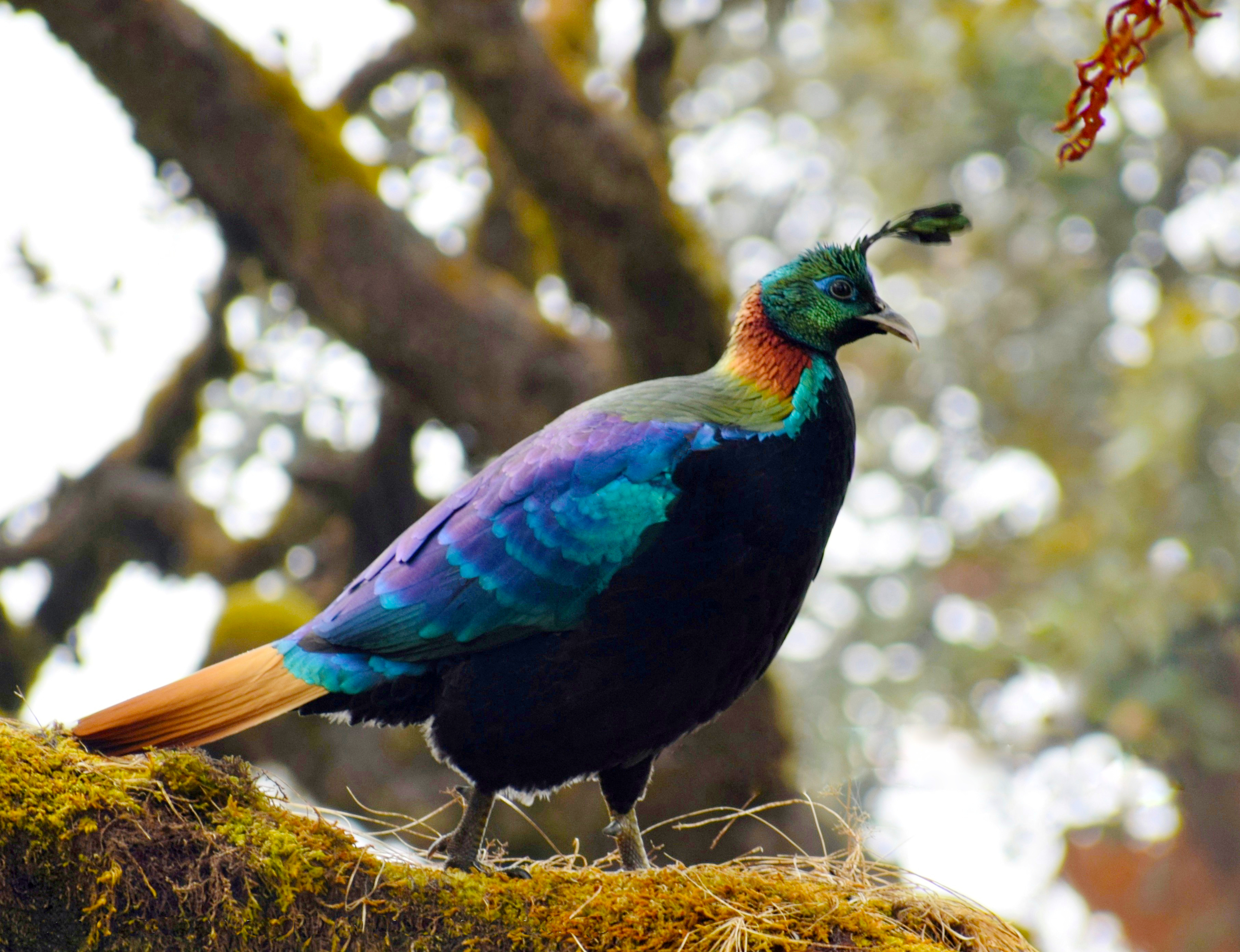 Male Himalayan Monal, Lophophorus impejanus