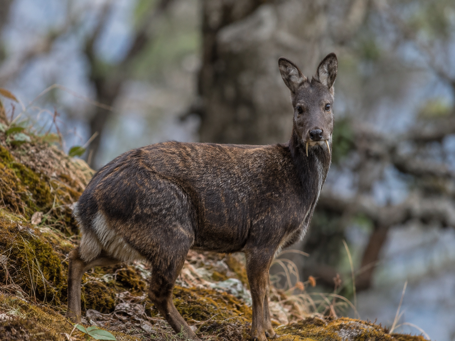 Himalayan Musk Deer standing on a forested mountain slope