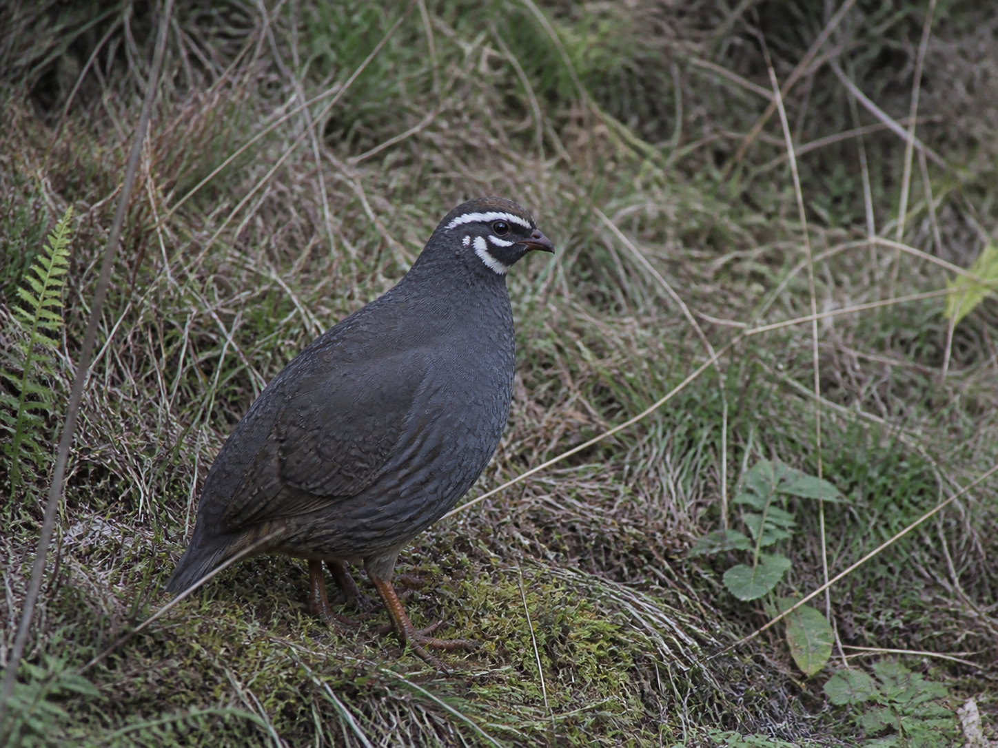 AI-generated reconstruction of a Himalayan Quail in montane grass and scrub