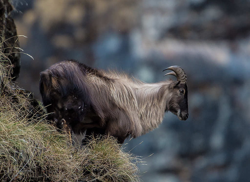 Himalayan Tahr, Hemitragus jemlahicus, in Kedarnath Wildlife Sanctuary