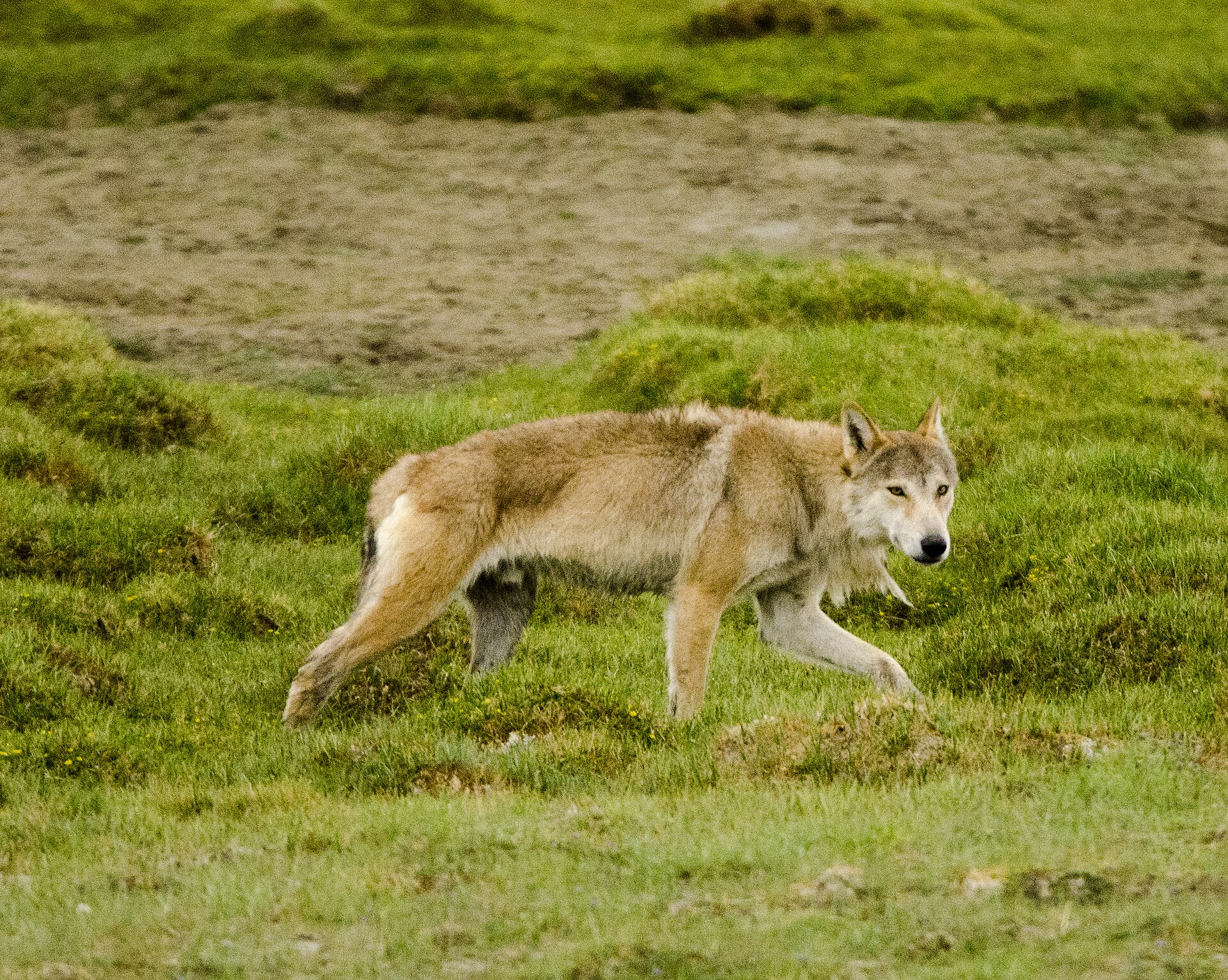 Himalayan Wolf in the high-altitude landscape of Ladakh, India