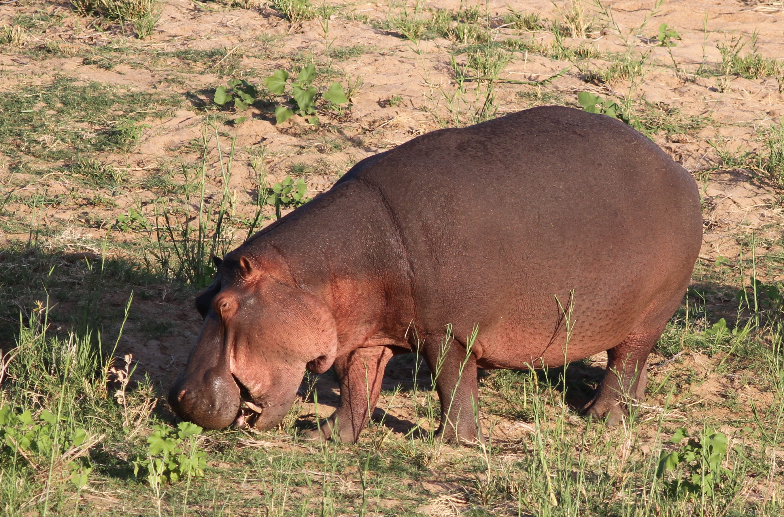 Common Hippopotamus, Hippopotamus amphibius, in African freshwater habitat