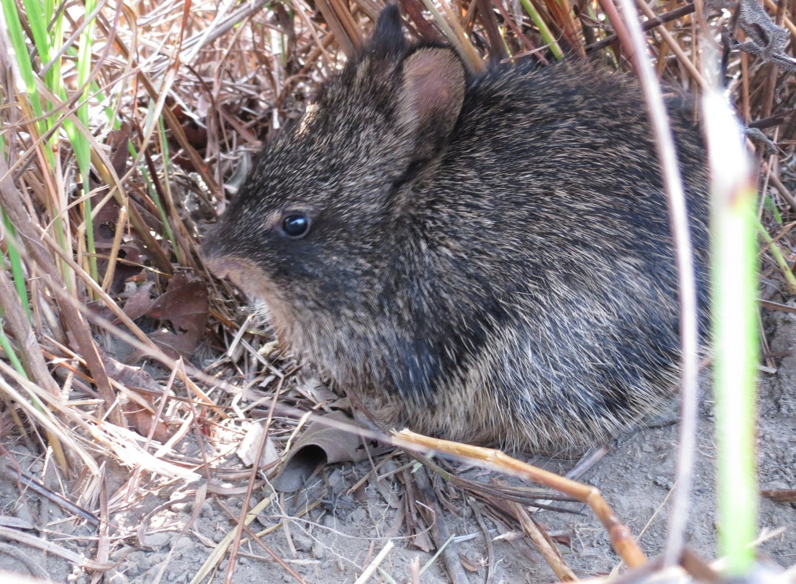Hispid Hare in dense tall grassland