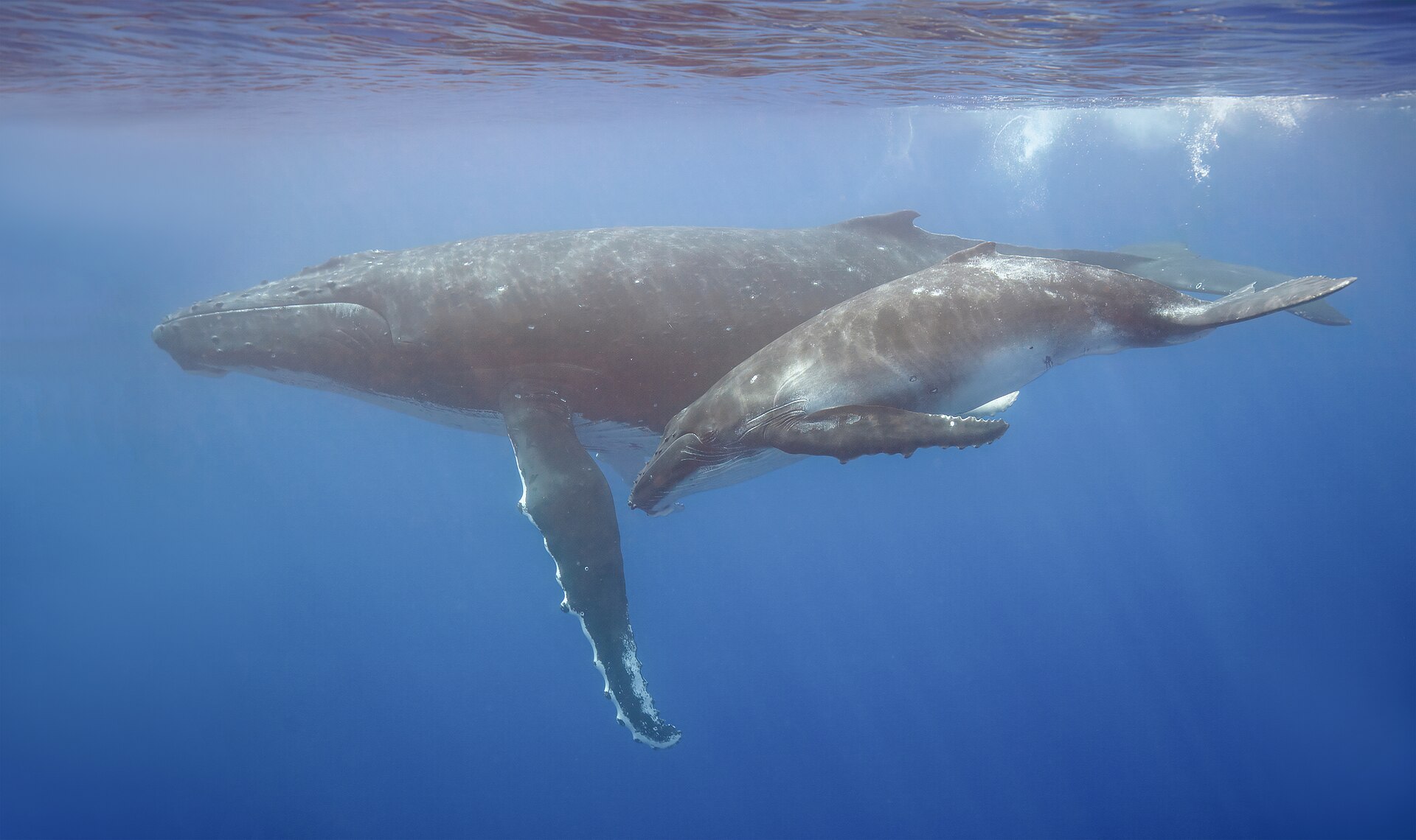 Humpback Whale with calf in clear marine waters