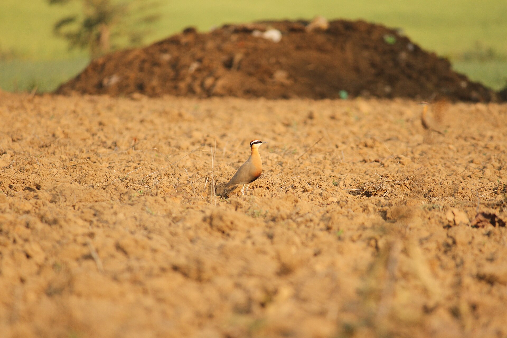 Indian Courser, Cursorius coromandelicus