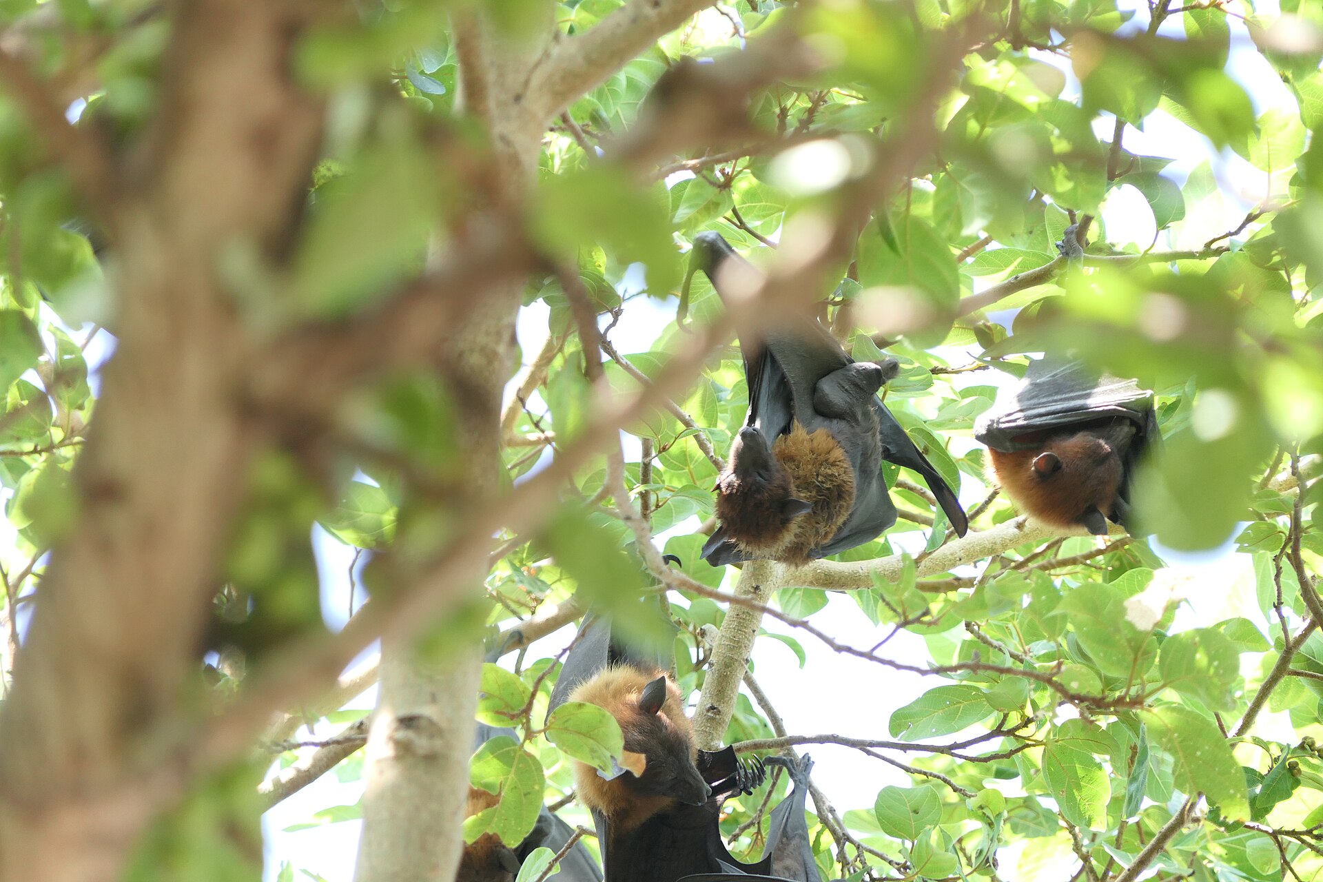 Indian Flying Fox, Pteropus medius