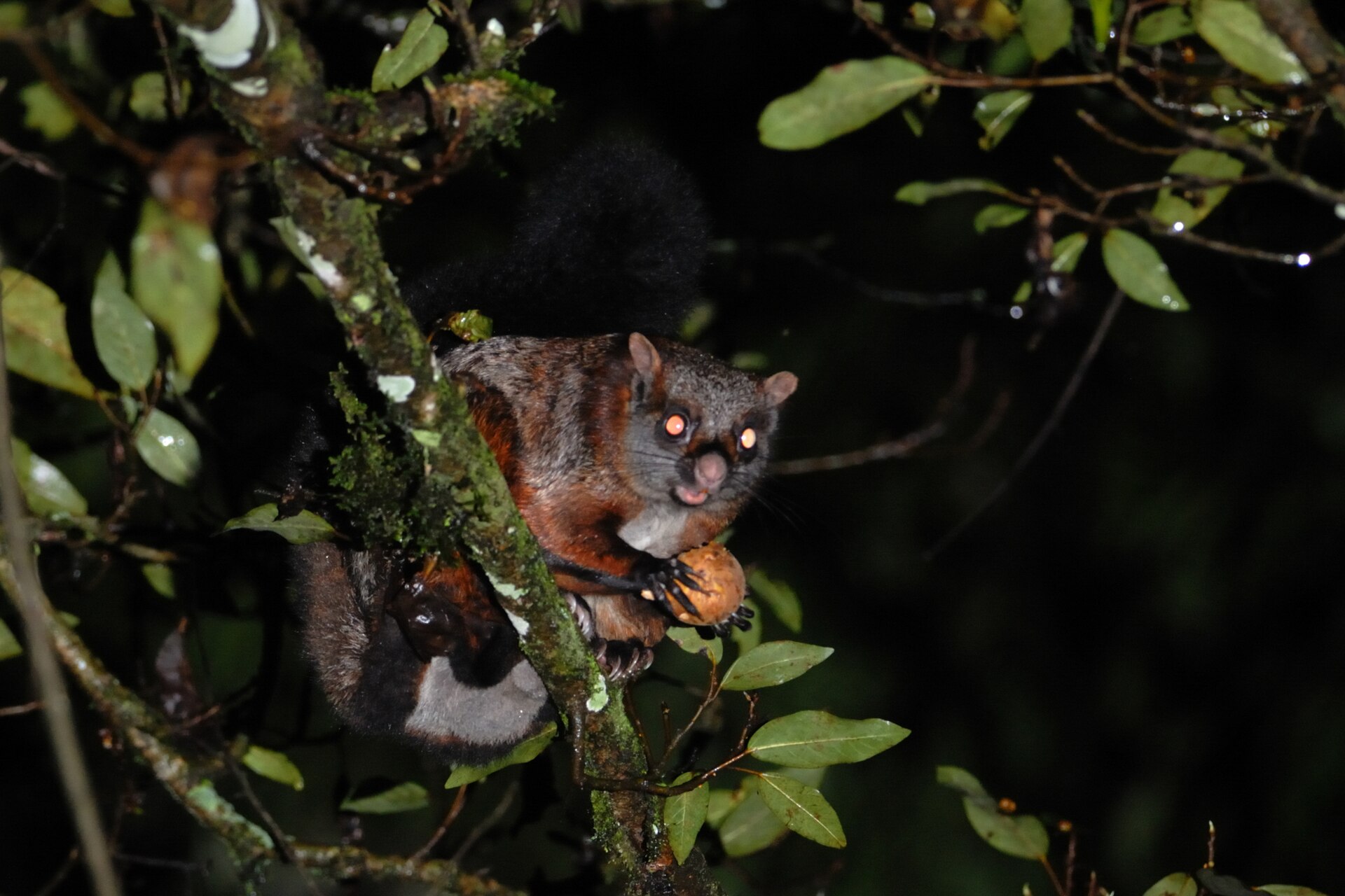 Indian Giant Flying Squirrel, Petaurista philippensis