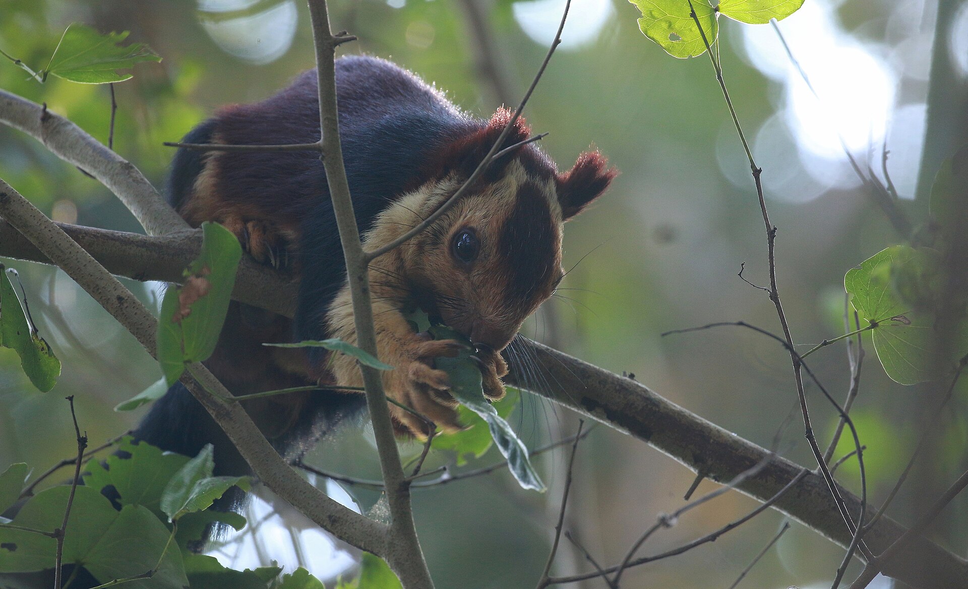 Indian Giant Squirrel or Malabar Giant Squirrel, Ratufa indica