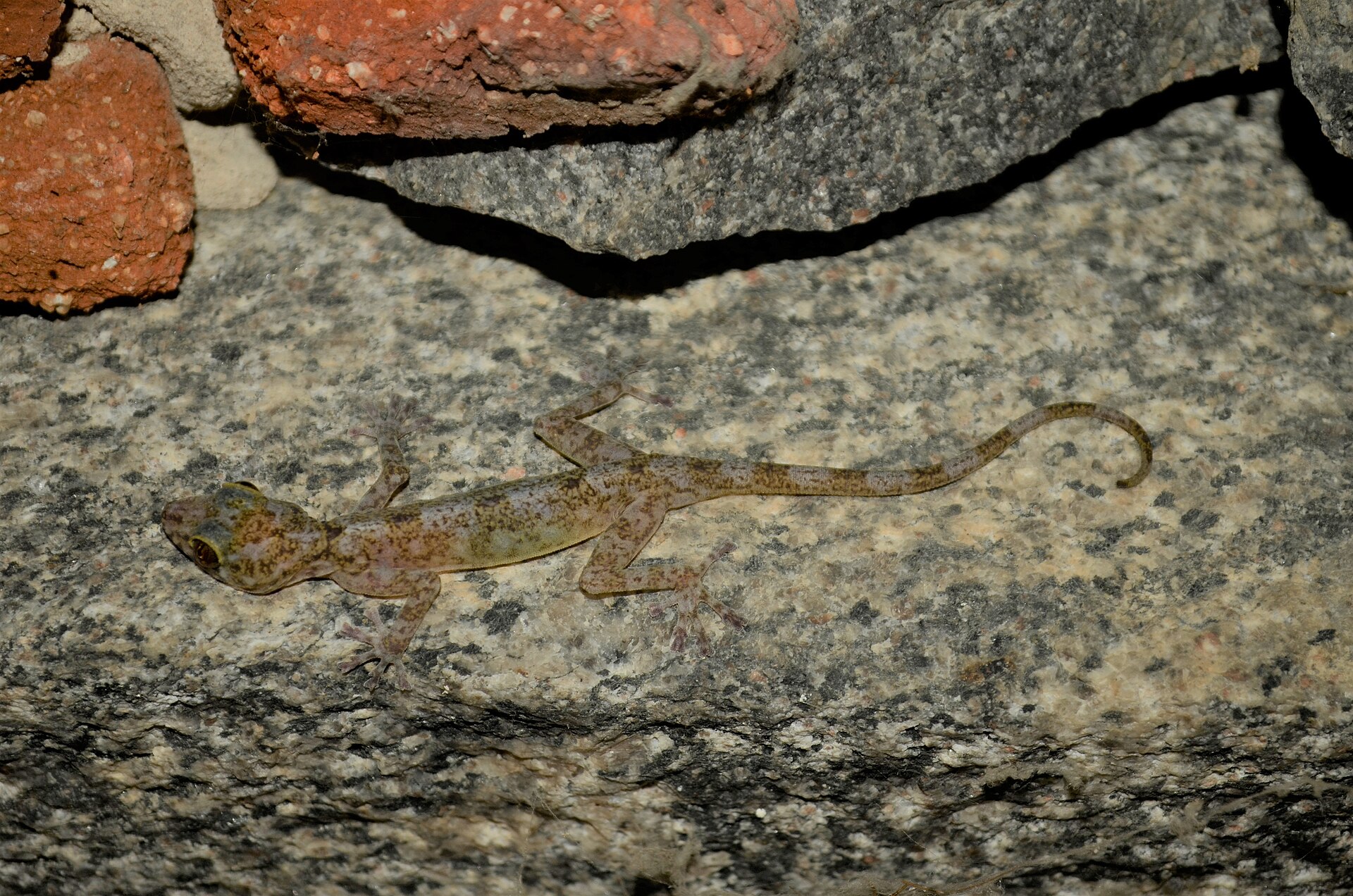 Indian Golden Gecko on a rocky surface at Gingee Fort, Tamil Nadu