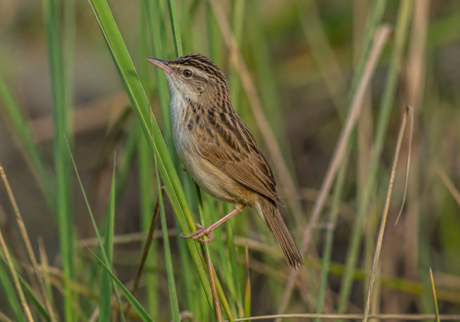 Indian Grassbird, Graminicola bengalensis
