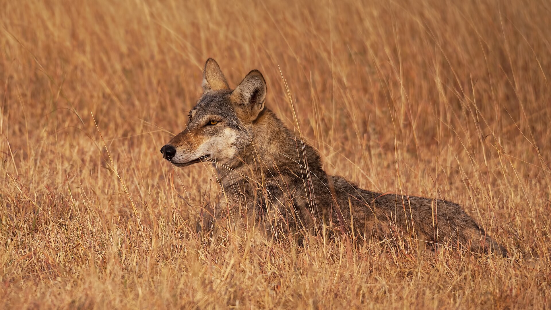 Indian Grey Wolf, Canis lupus pallipes, in Indian grassland