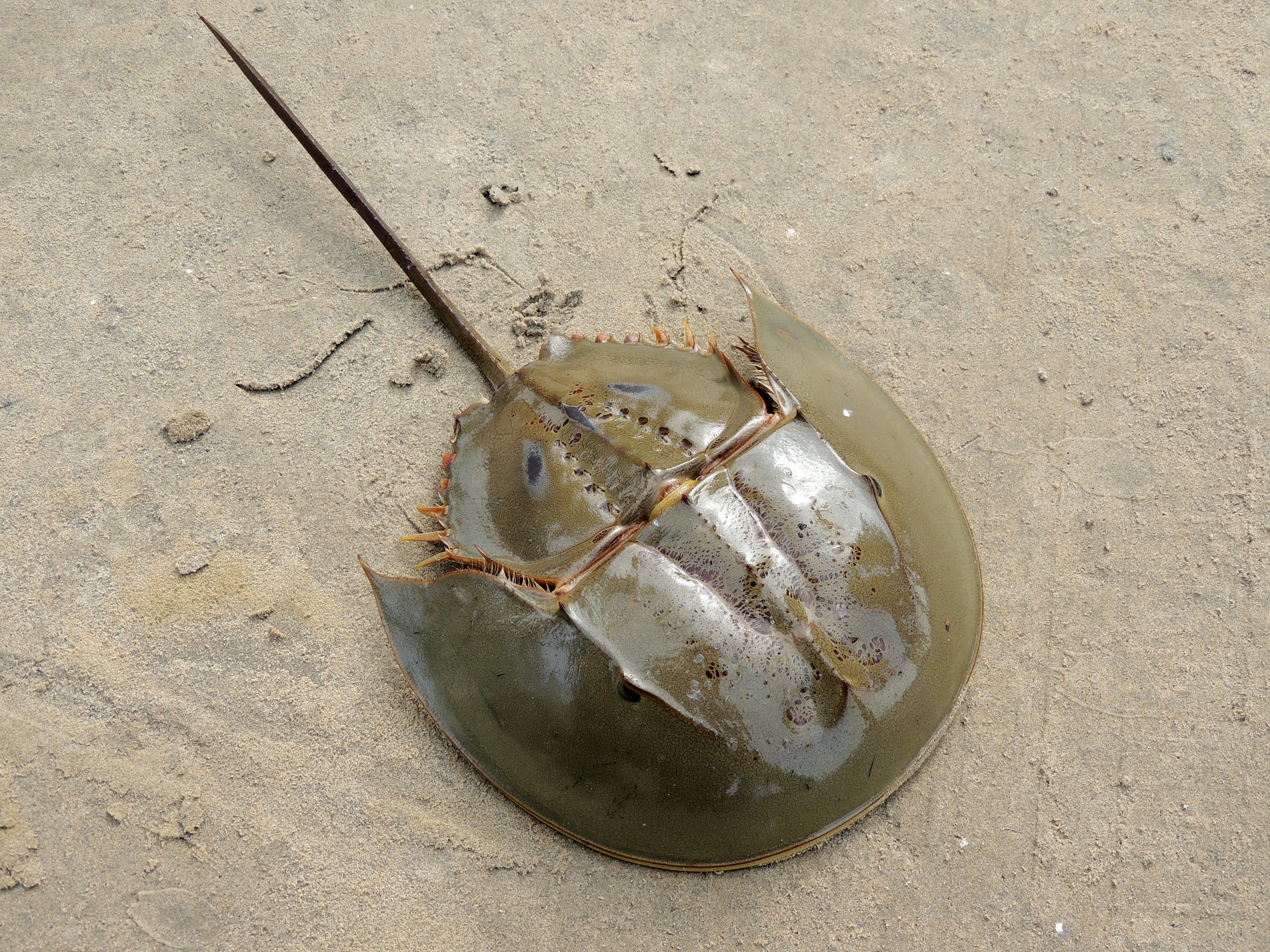 Indian Horseshoe Crab, Tachypleus gigas
