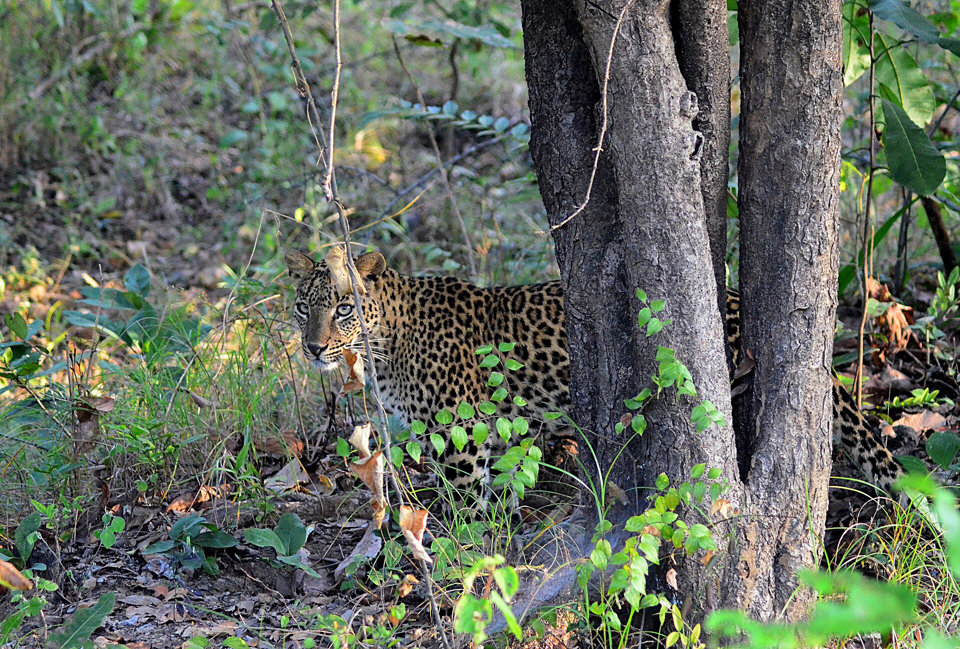 Indian Leopard, Panthera pardus fusca