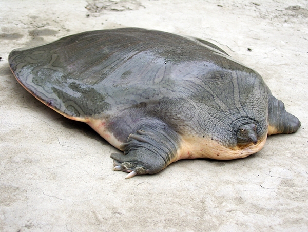 Indian Narrow-headed Softshell Turtle, Chitra indica