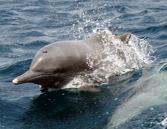 Indian Ocean Humpback Dolphin, Sousa plumbea