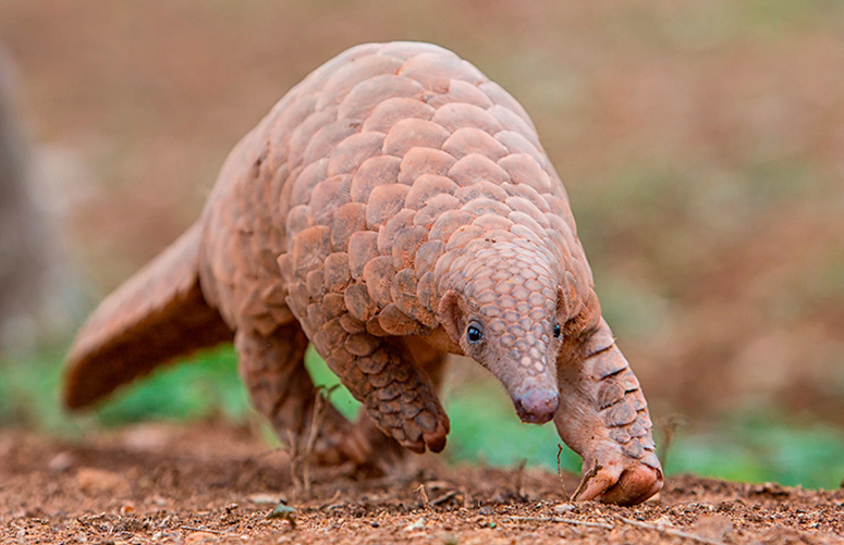 Indian Pangolin showing its overlapping protective scales