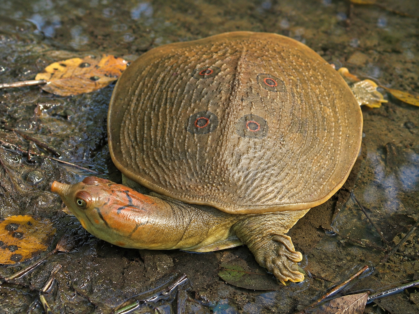 Indian Peacock Softshell Turtle showing characteristic eye-like shell markings and patterned head