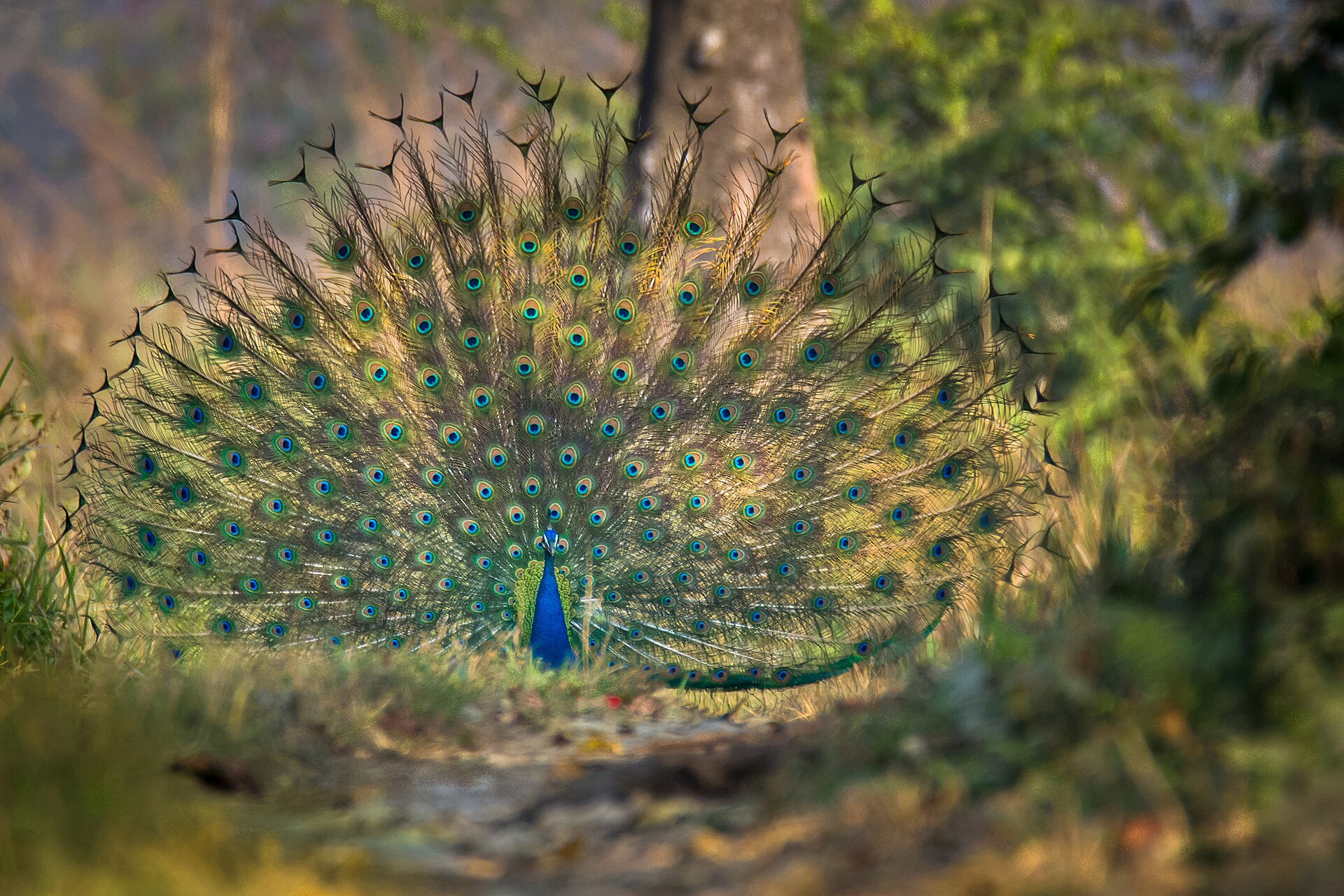 Male Indian Peafowl, Pavo cristatus