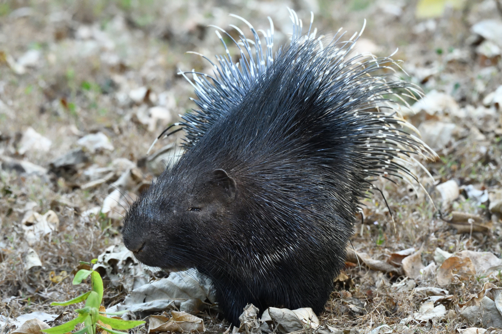 Indian Crested Porcupine, Hystrix indica