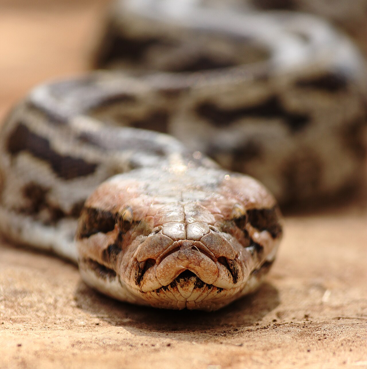 Indian Rock Python at Sanjay Gandhi National Park