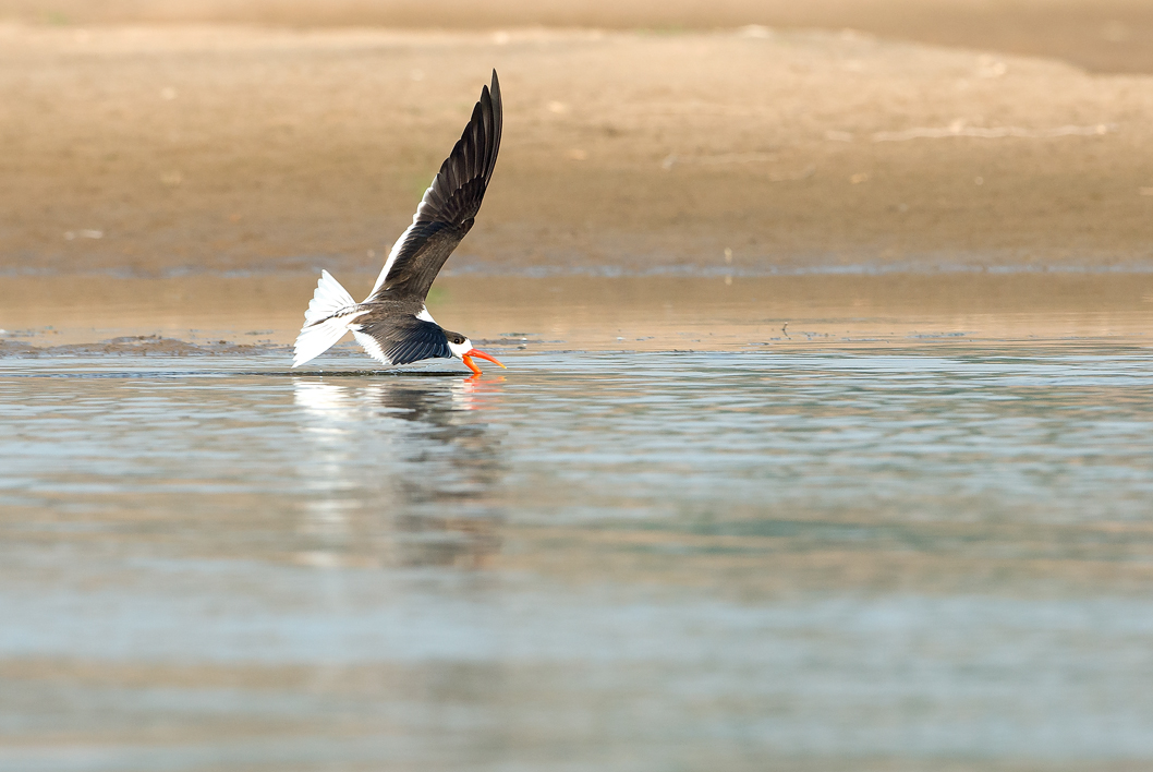 Indian Skimmer flying low over the Chambal River