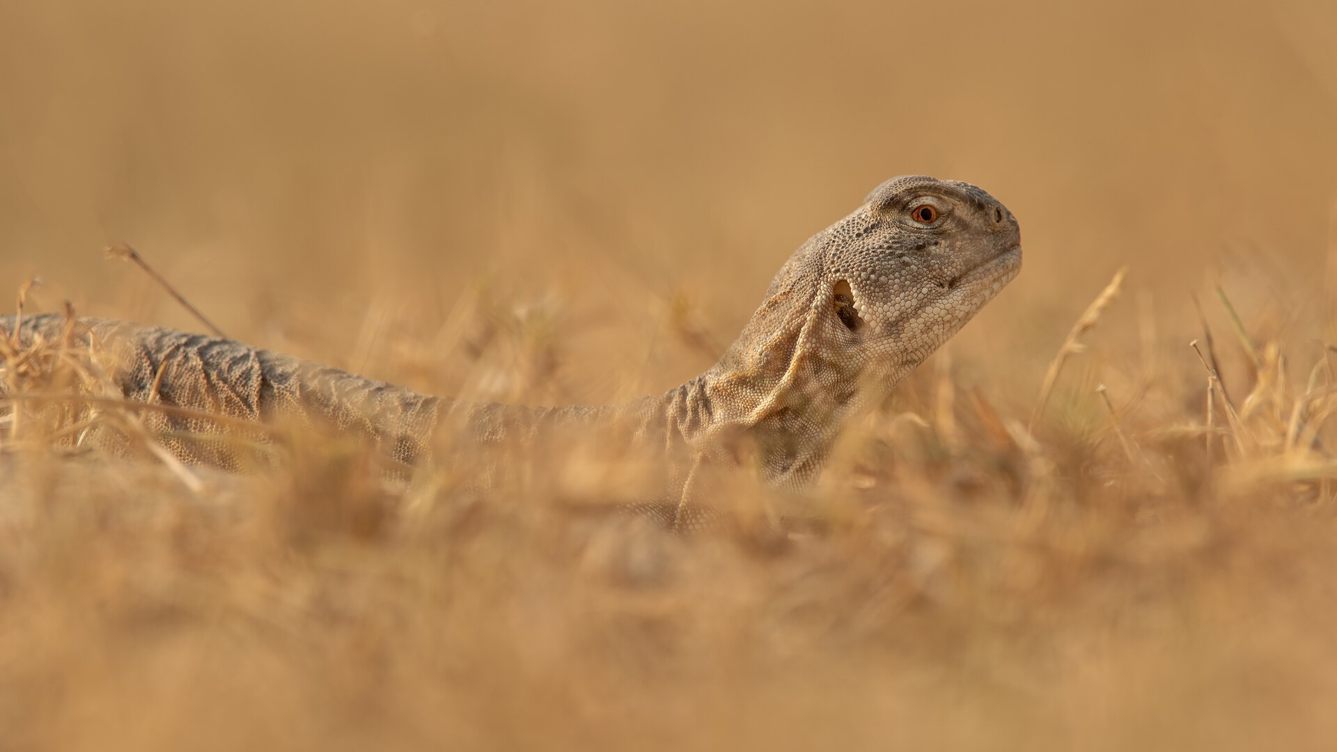 Indian Spiny-tailed Lizard, Saara hardwickii