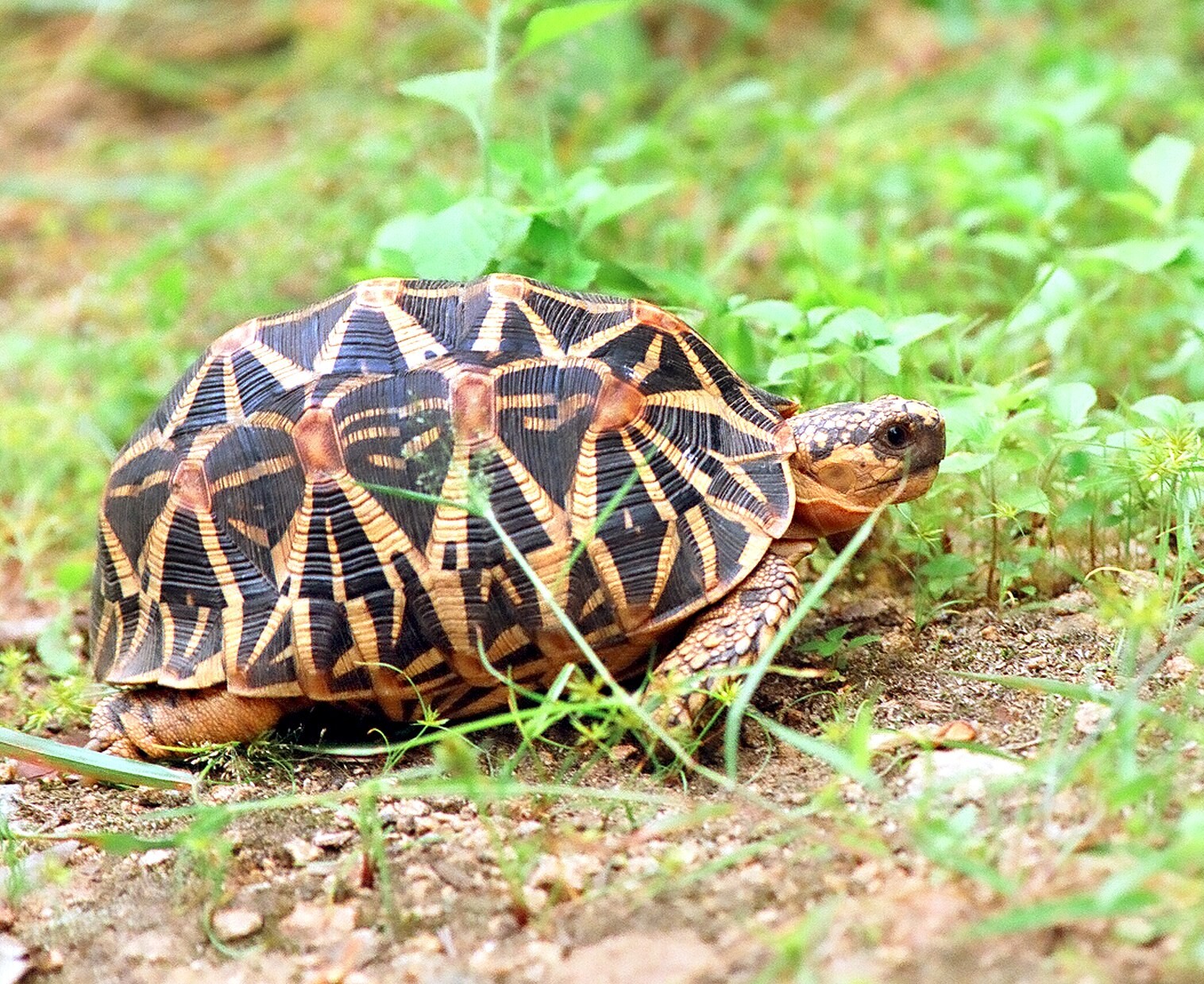 Indian Star Tortoise showing its radiating shell pattern