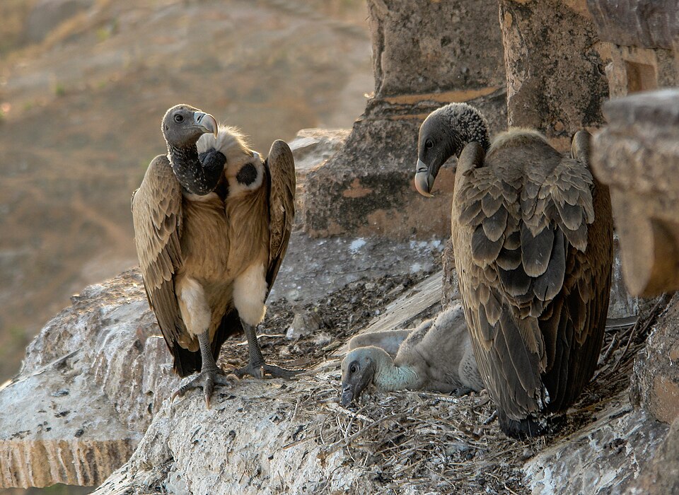 Indian Vulture, Gyps indicus