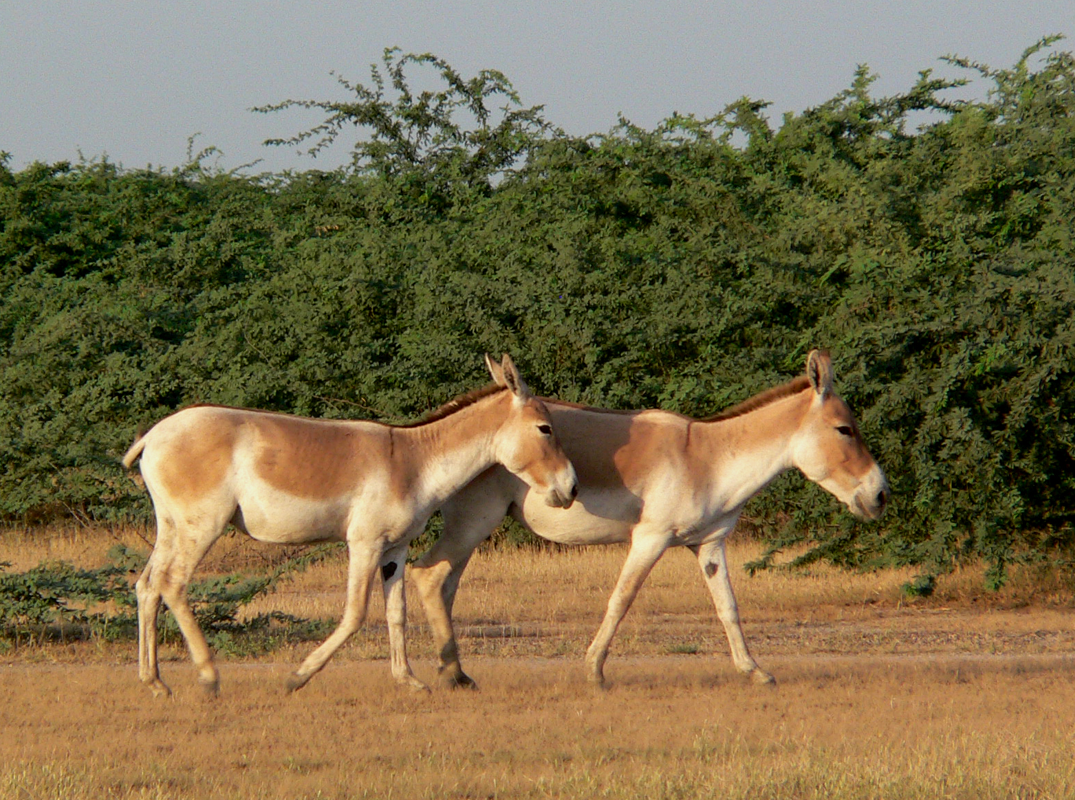 Indian Wild Ass or Khur in the Little Rann of Kutch