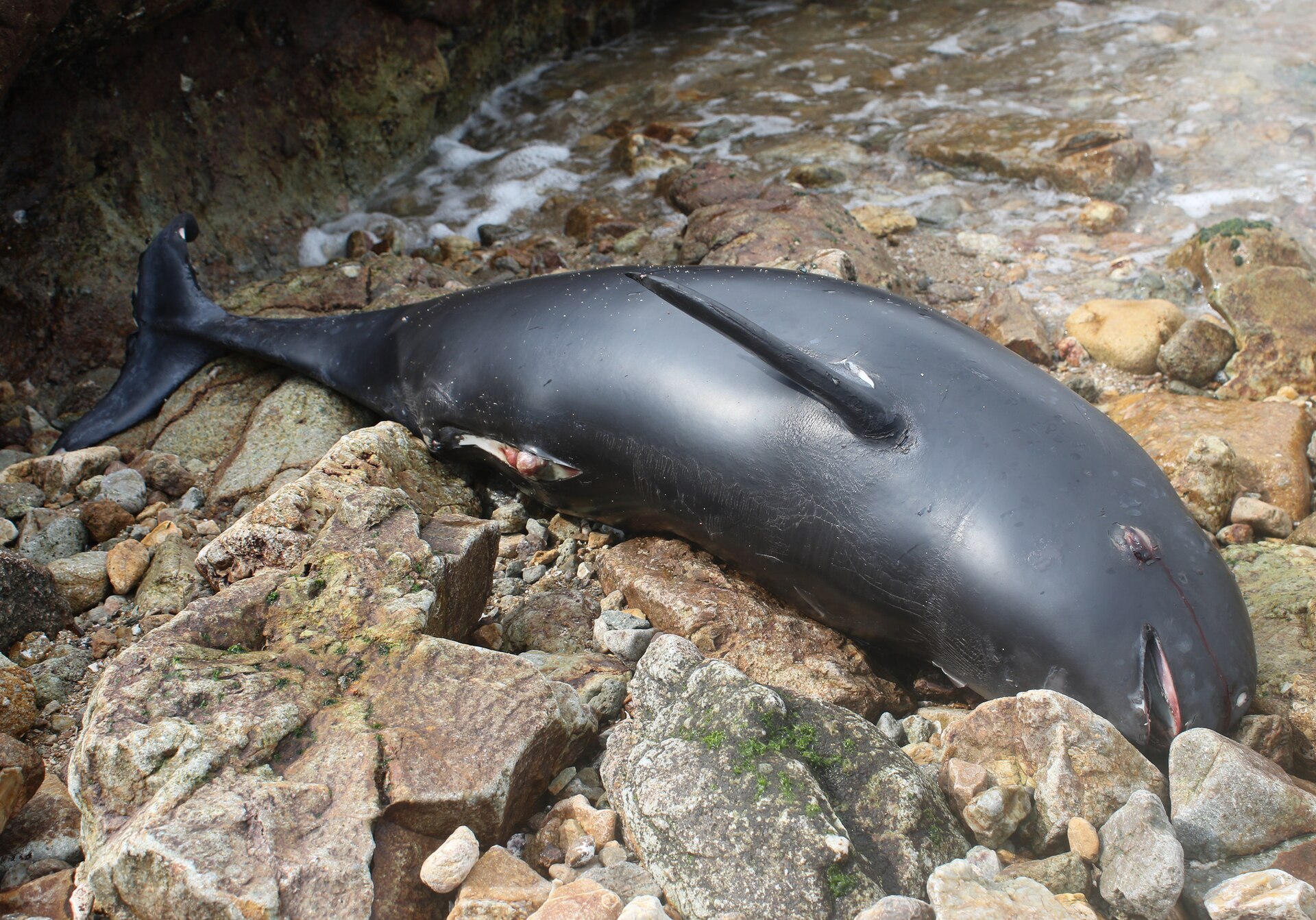 Indo-Pacific Finless Porpoise, Neophocaena phocaenoides