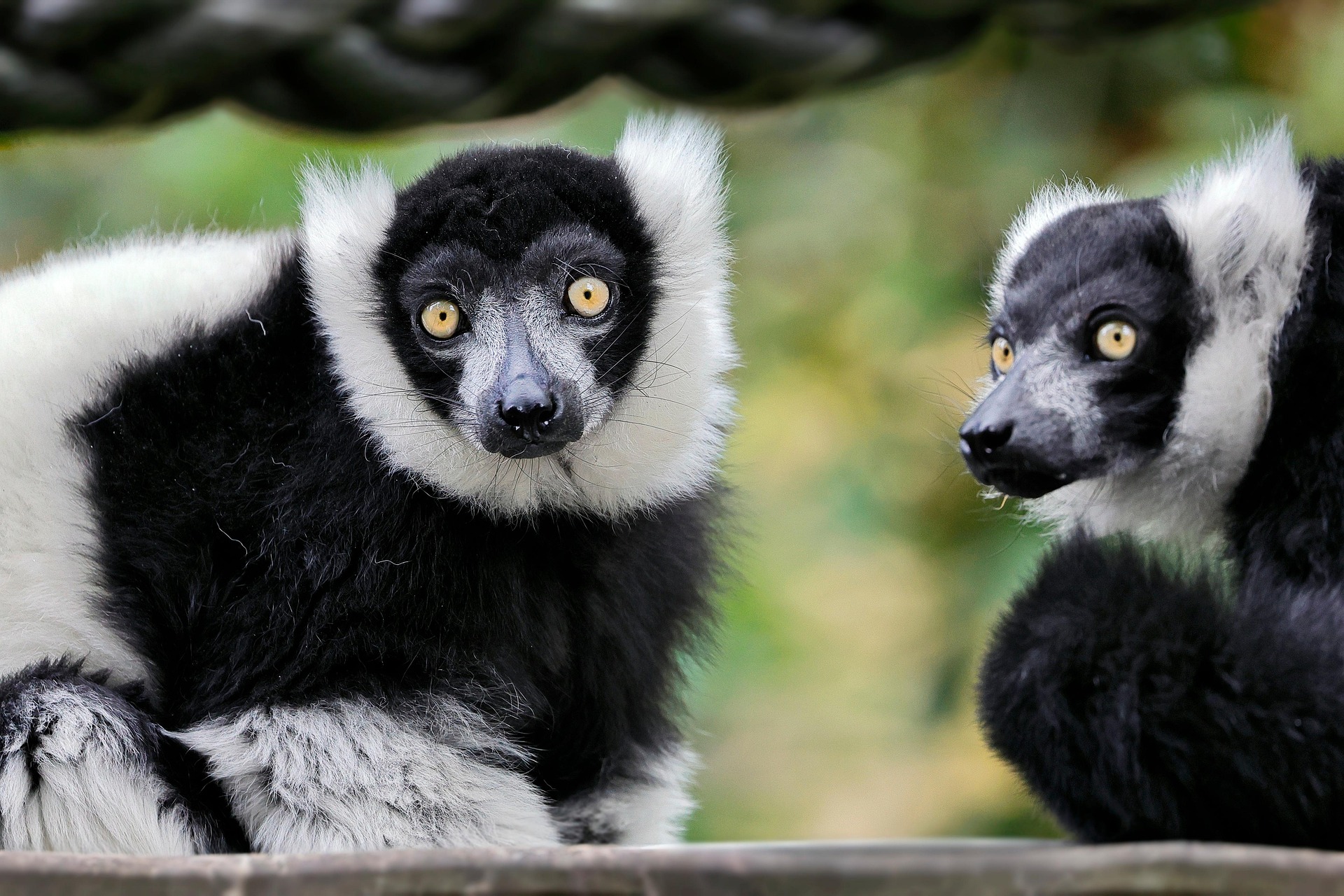 Indri in forest habitat
