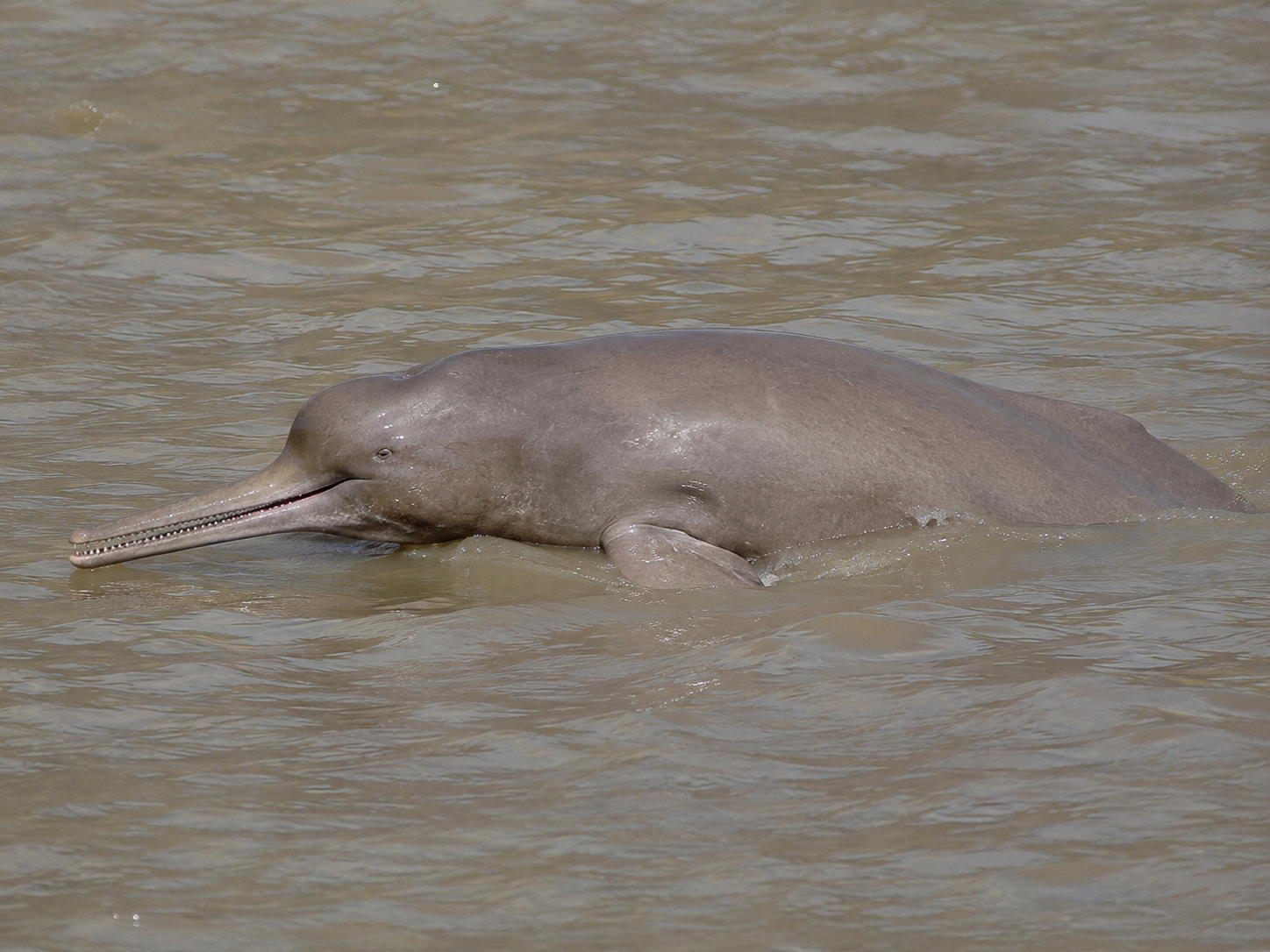 Indus River Dolphin swimming in a turbid freshwater river