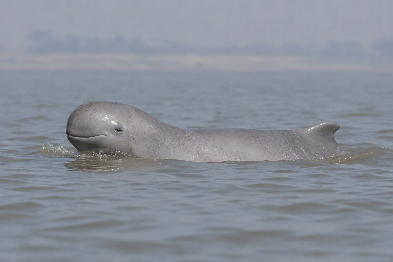 Irrawaddy Dolphin surfacing in calm lagoon water