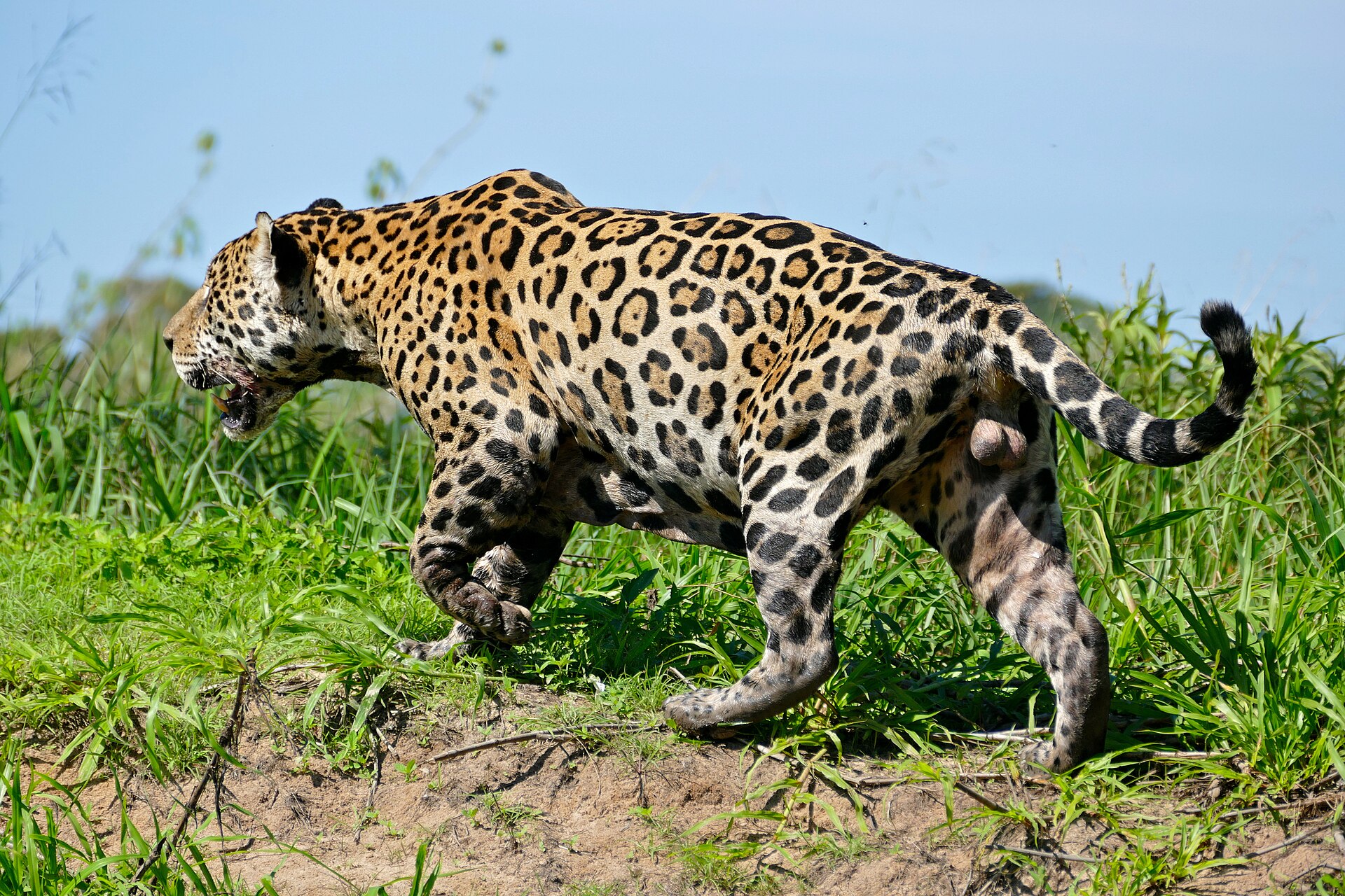Male Jaguar walking along a river bank