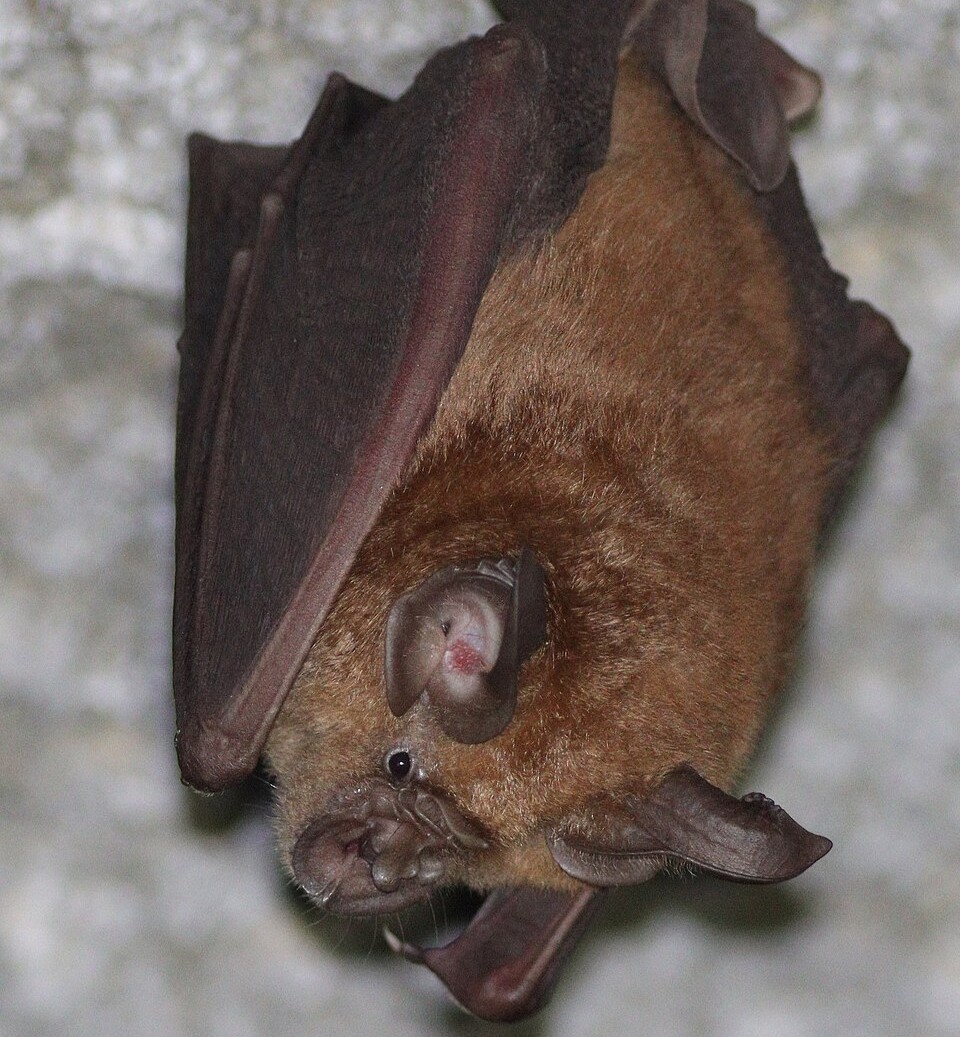 Greater Japanese Horseshoe Bat, Rhinolophus nippon