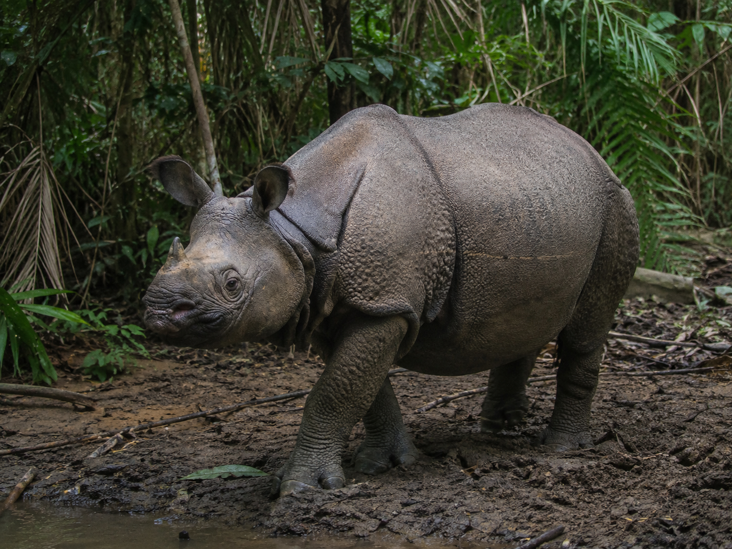 Javan Rhinoceros in dense tropical rainforest habitat