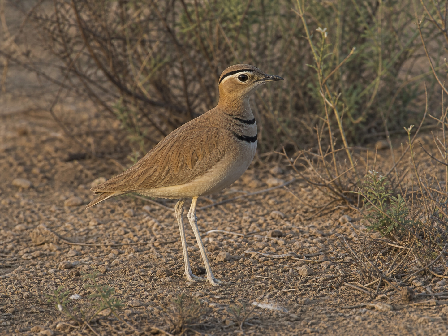AI-generated reconstruction of Jerdon's Courser walking through sparse thorn scrub