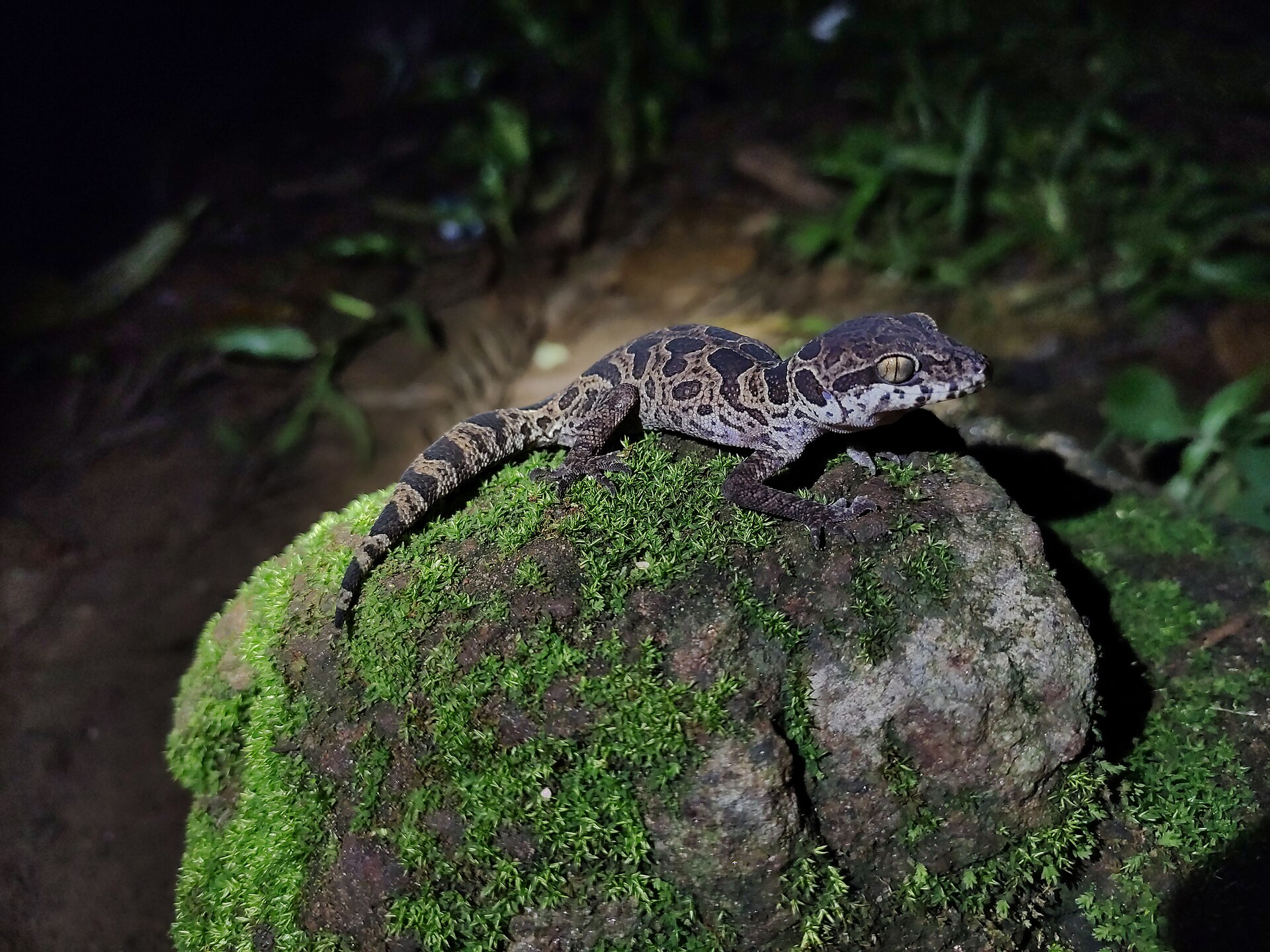 Jeypore Ground Gecko, Cyrtodactylus jeyporensis